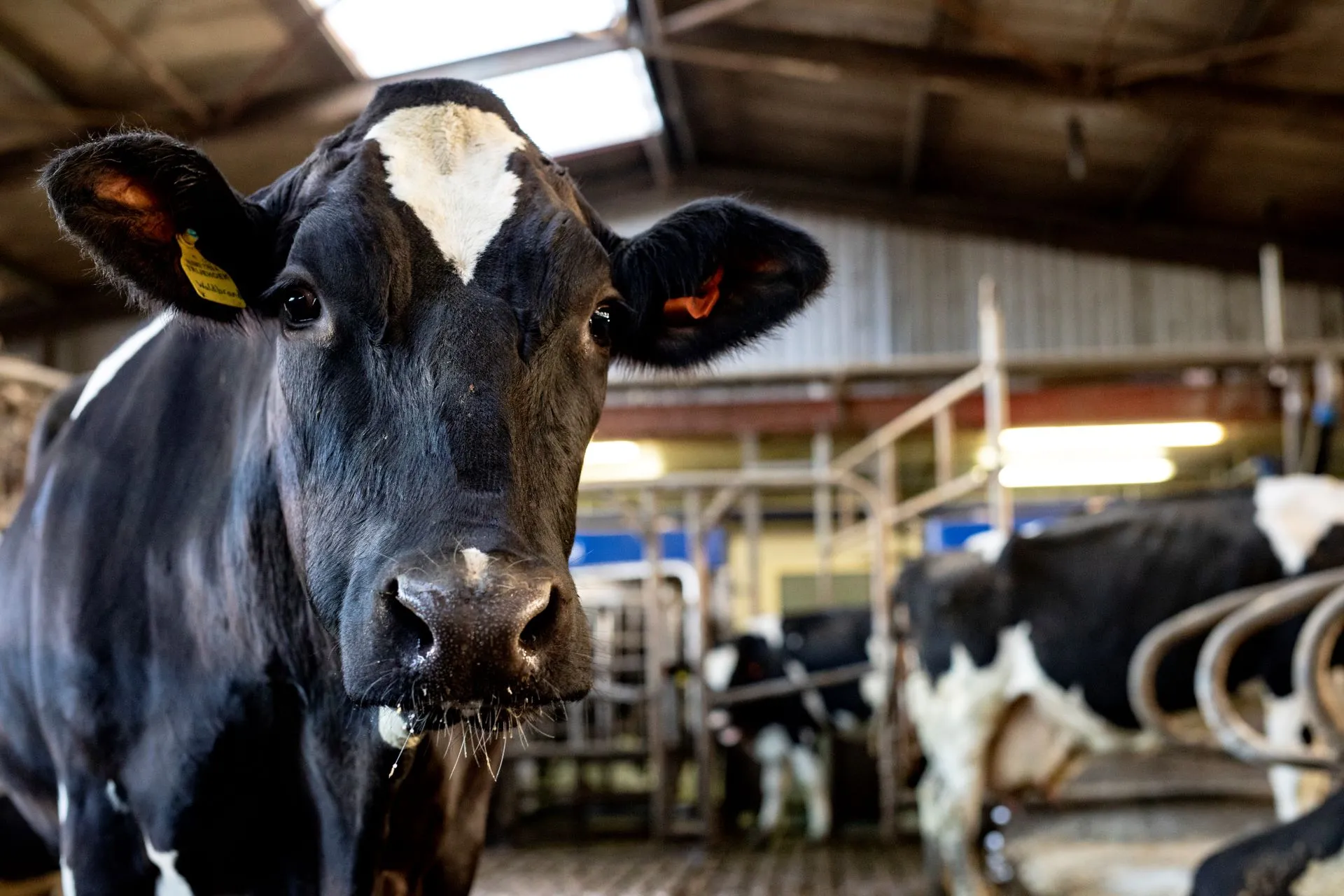 143 ntr vergunningverlening voor stikstof ligt tijdelijk stil