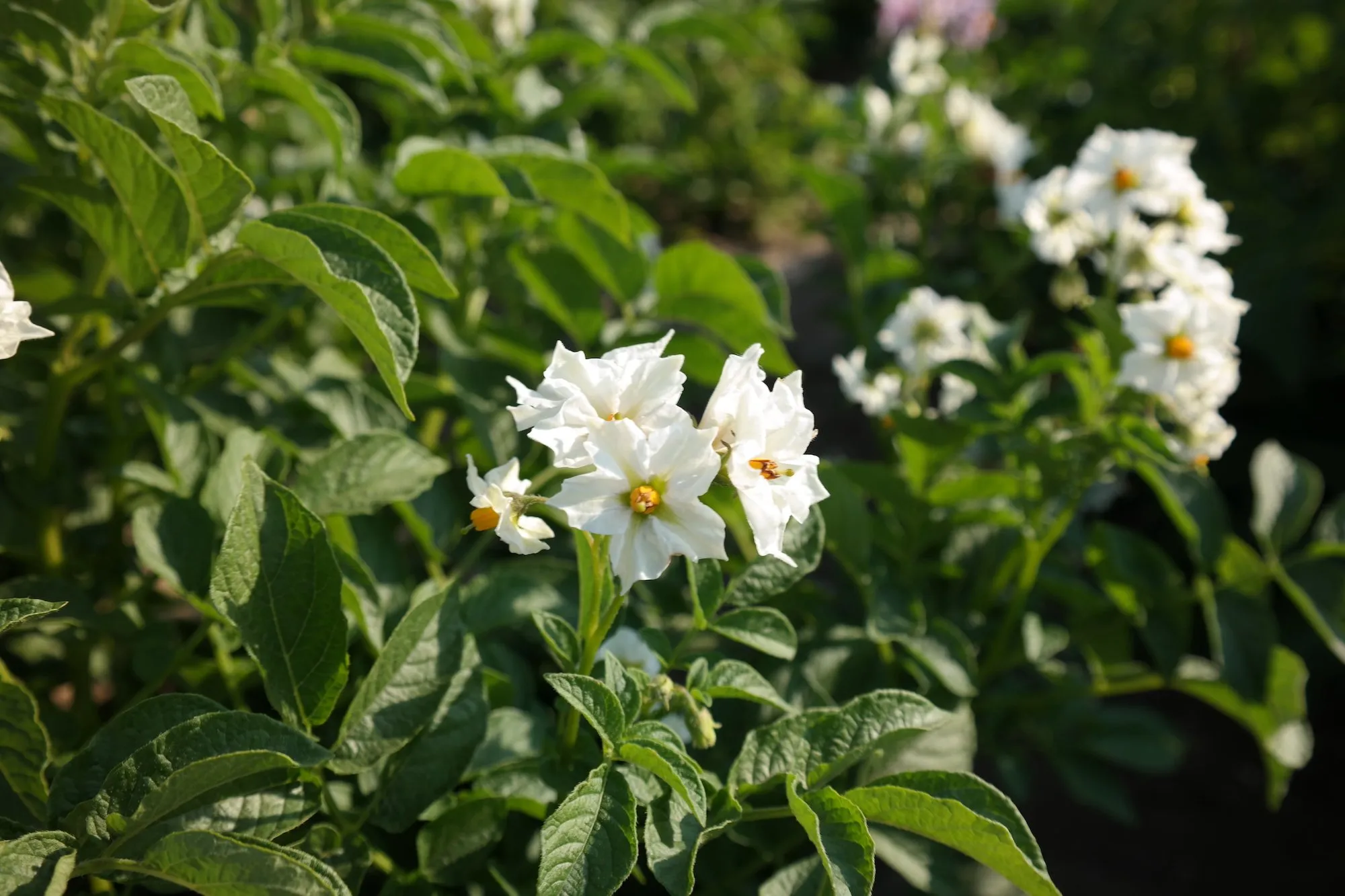 aardappelbloem aardevo sam 4788
