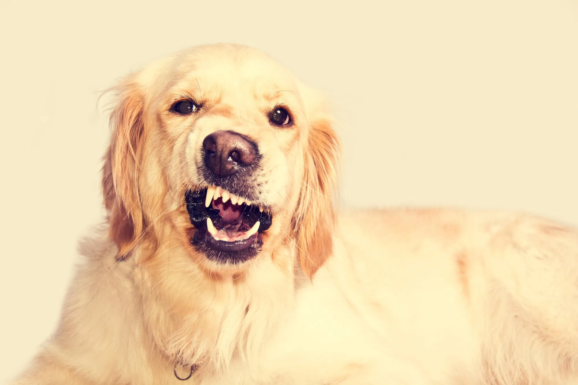 angry golden retriever dog