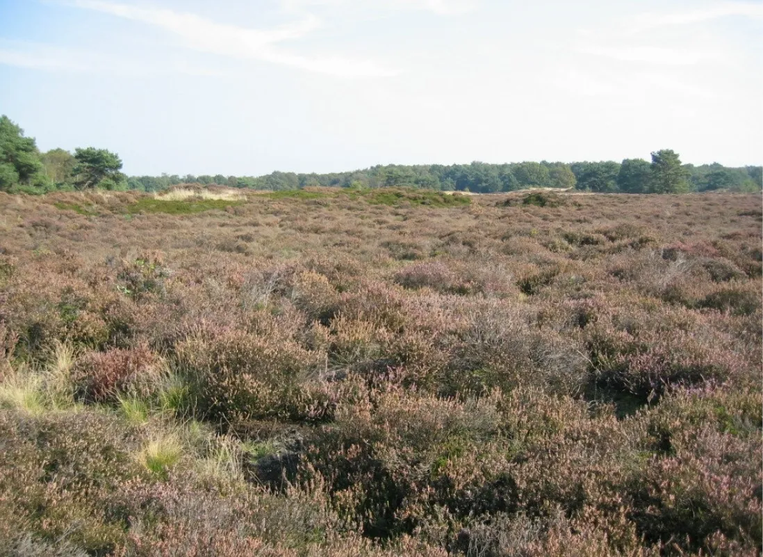bakkeveense duinen