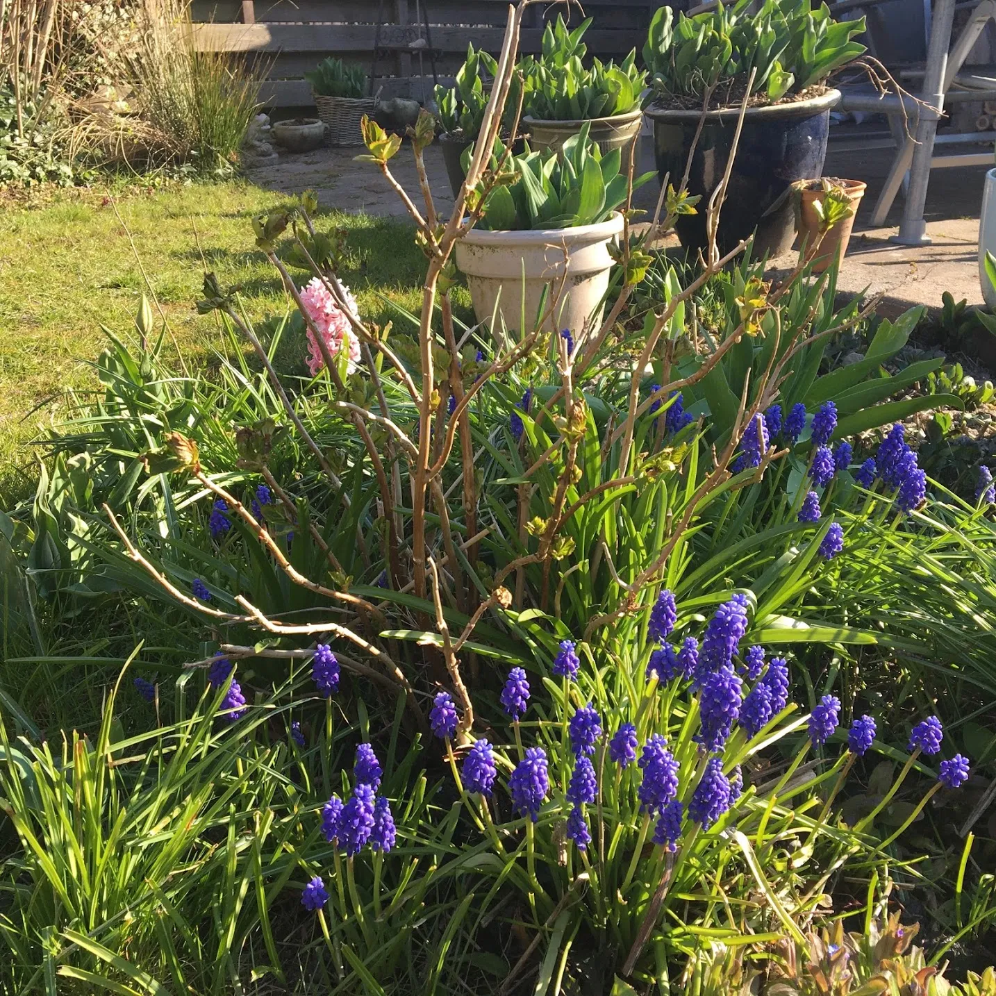 blauwe druifjes img 0146