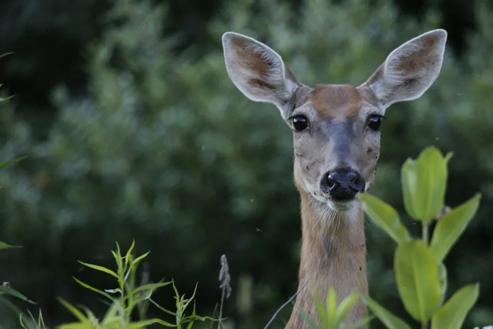 deer 3764290 960 720