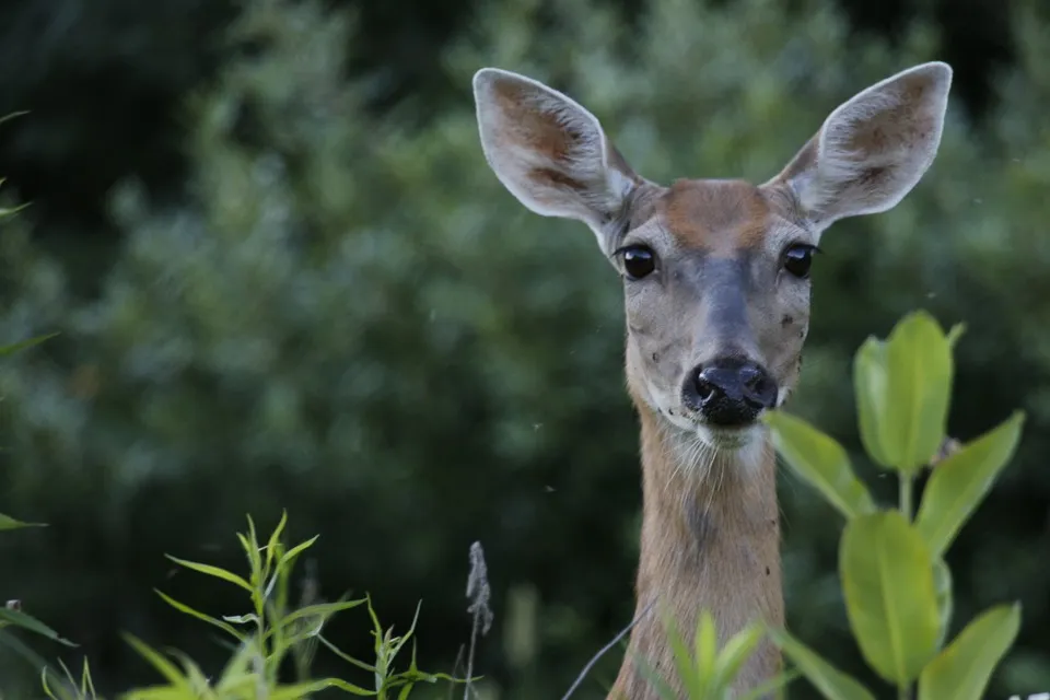 deer 3764290 960 720