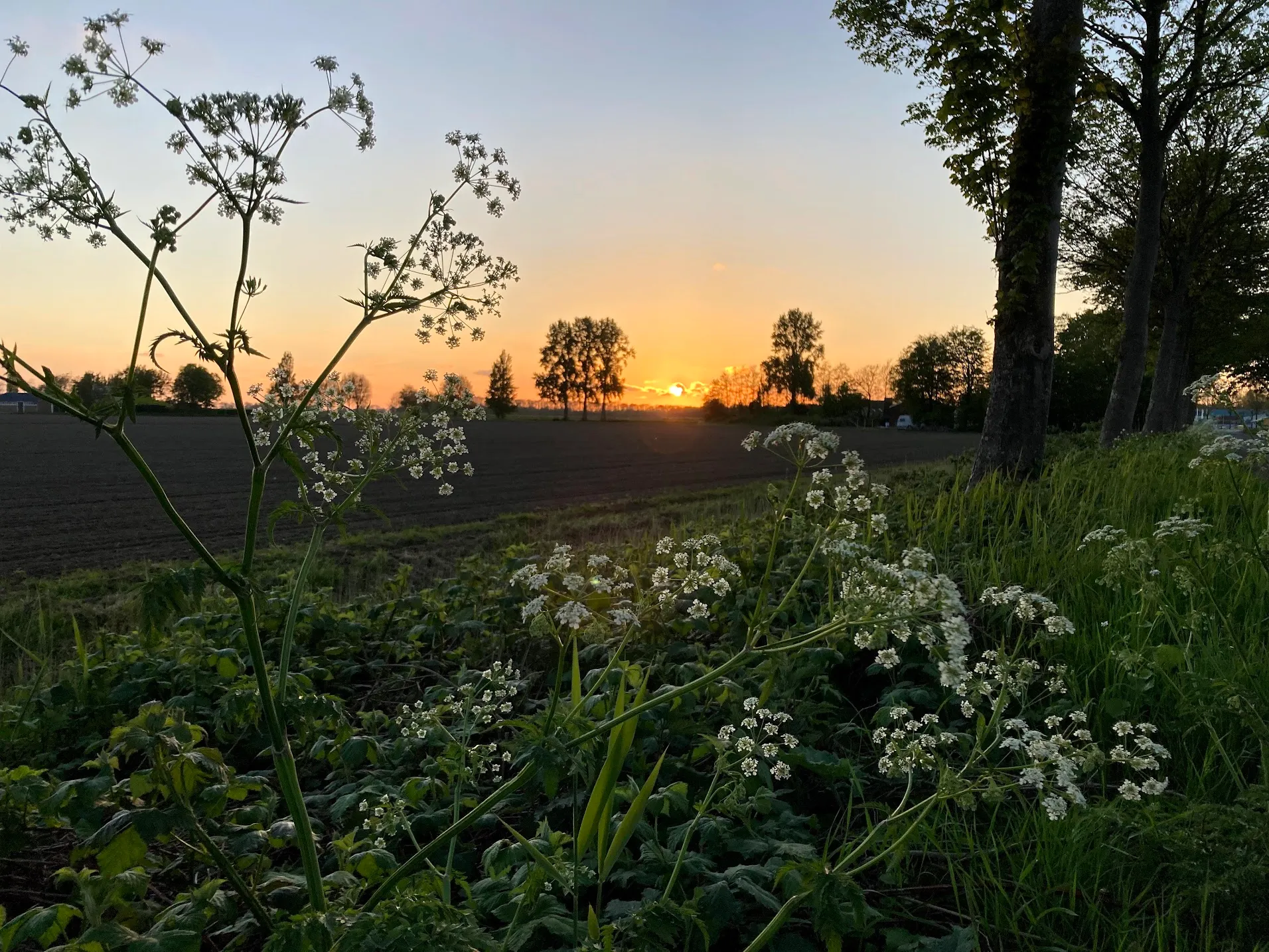 fluitenkruid img 5530