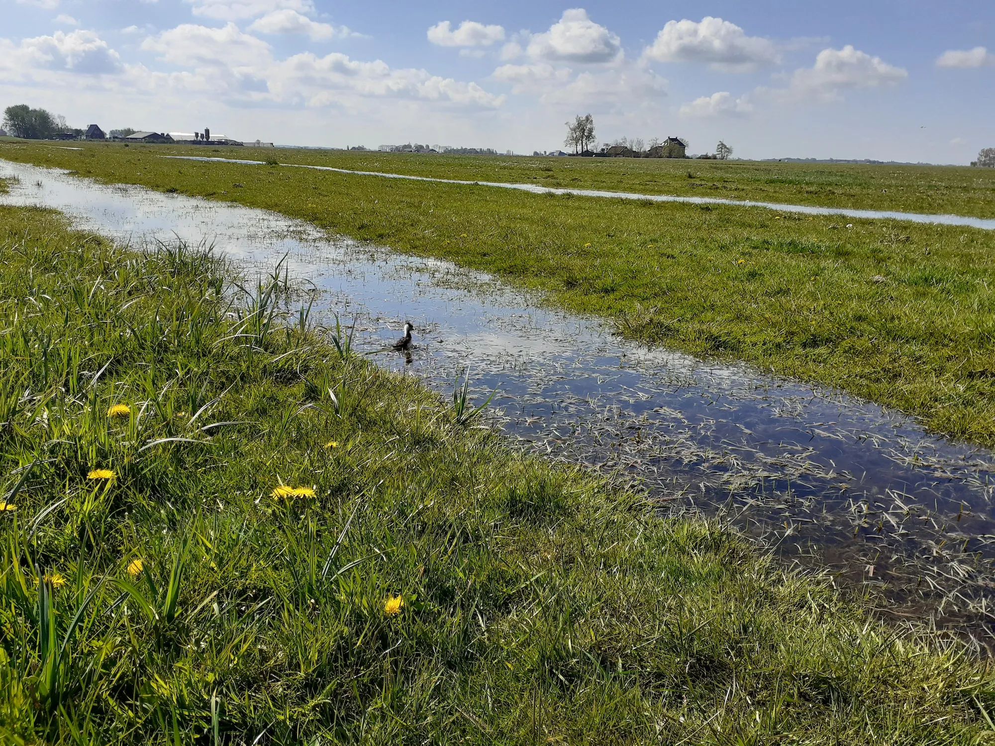 foto weidevogelgebied