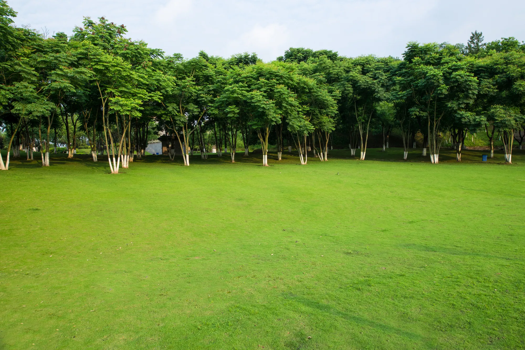 grassland landscape and greening environment park background