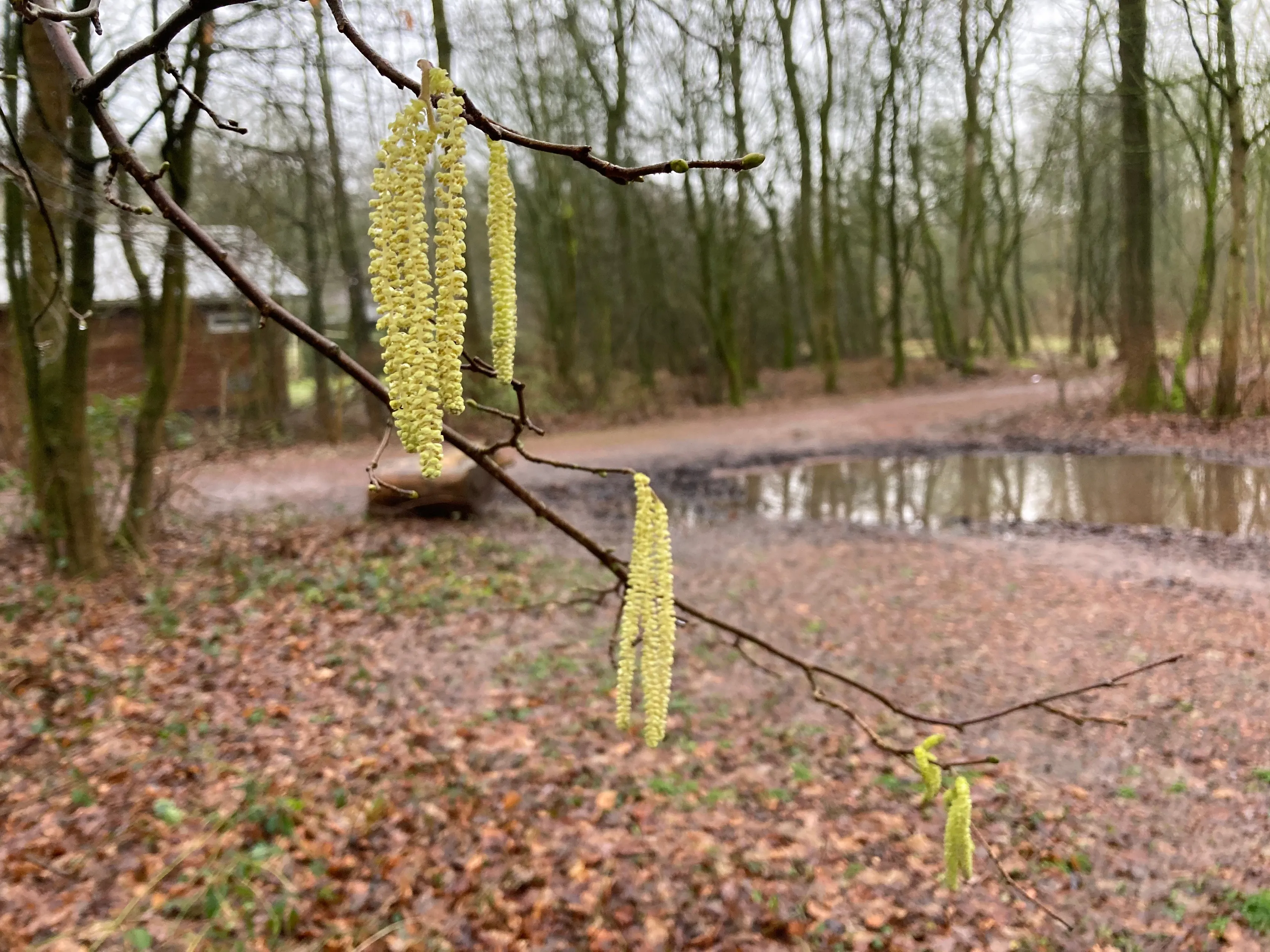 hazelaar voorsterbos januari 2021 img 4368