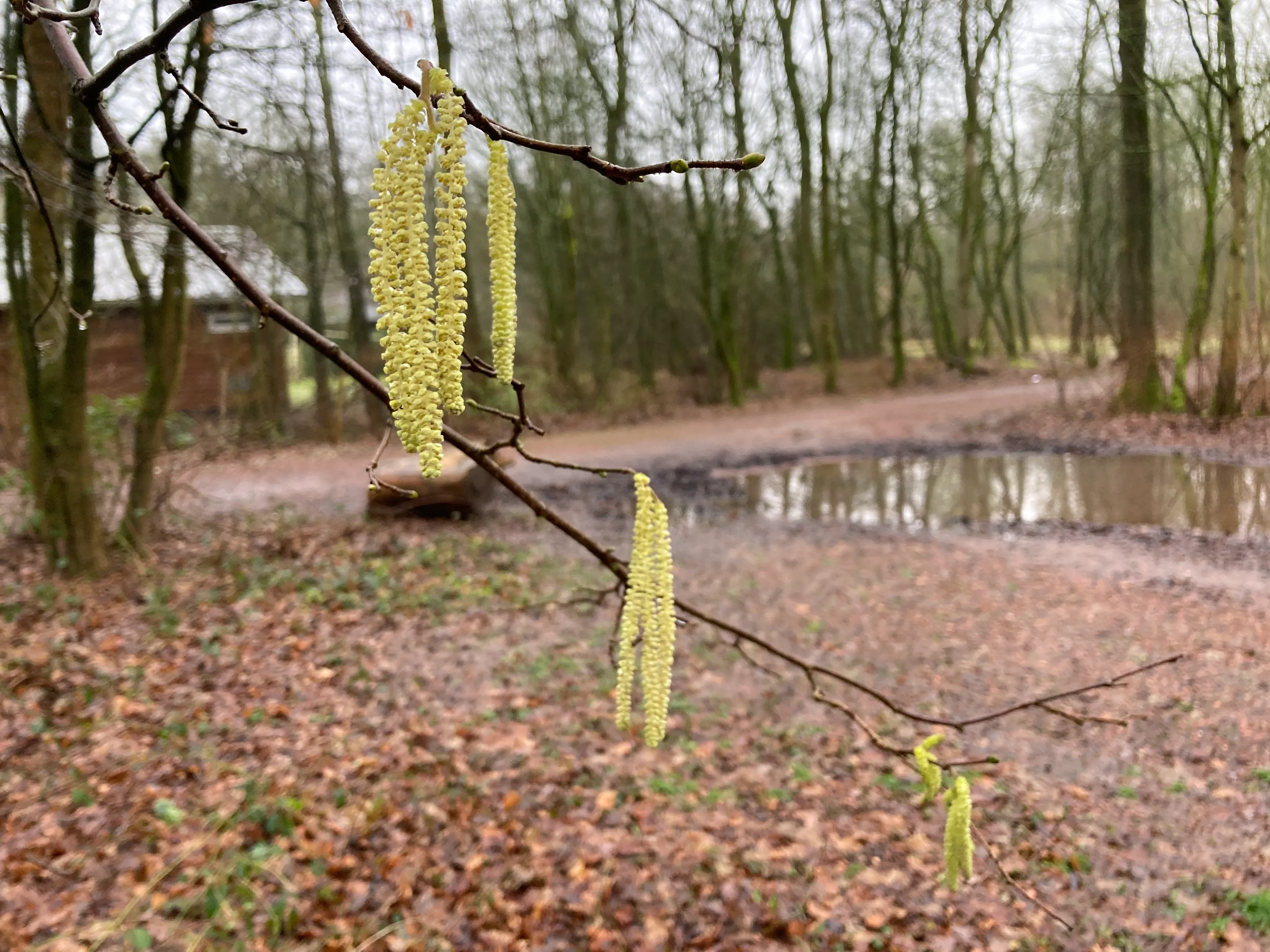 hazelaar voorsterbos januari 2021 img 4368