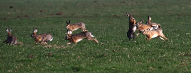 hazen foto henk bootsma