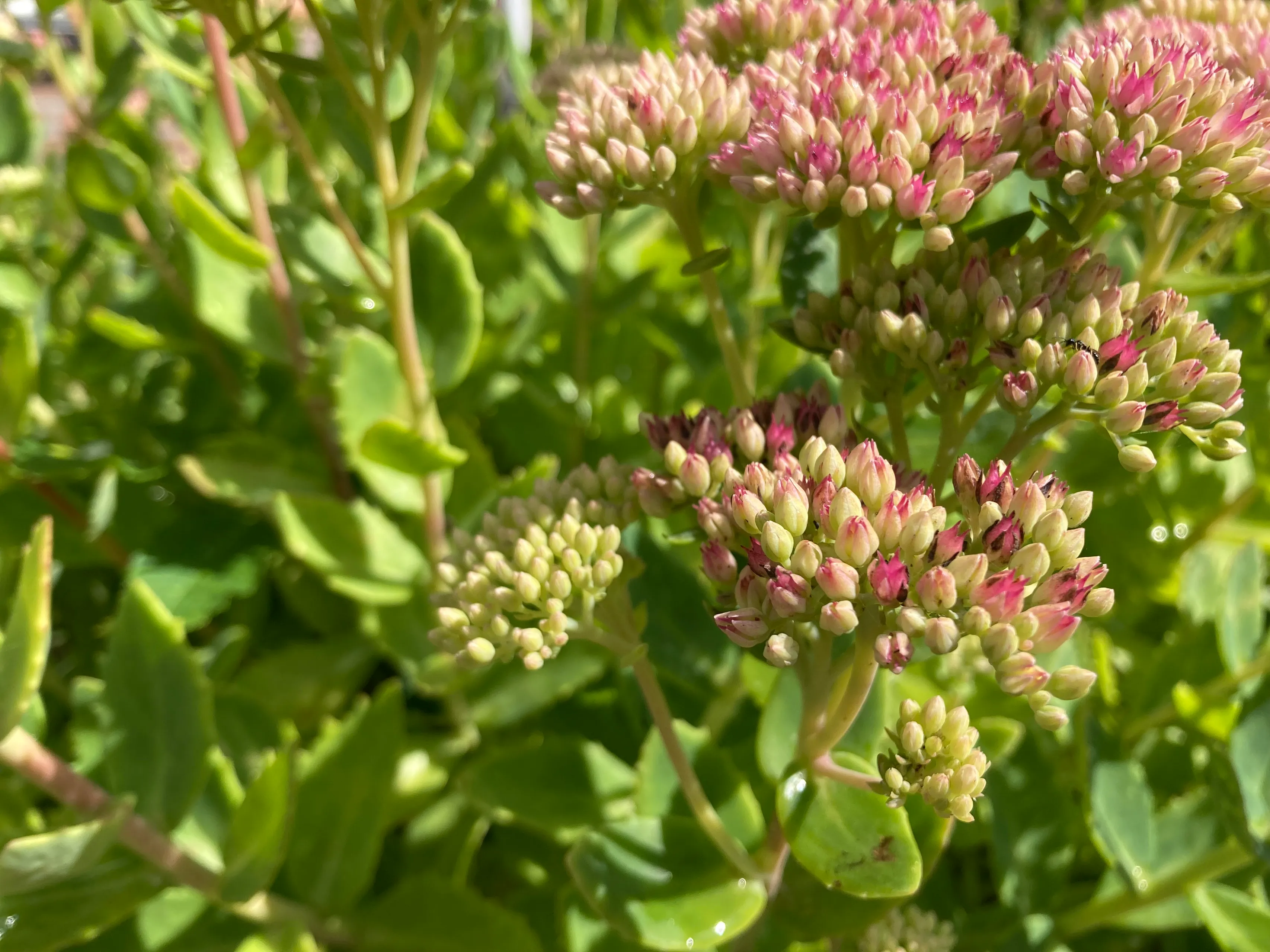 hemelsleutel img 6774