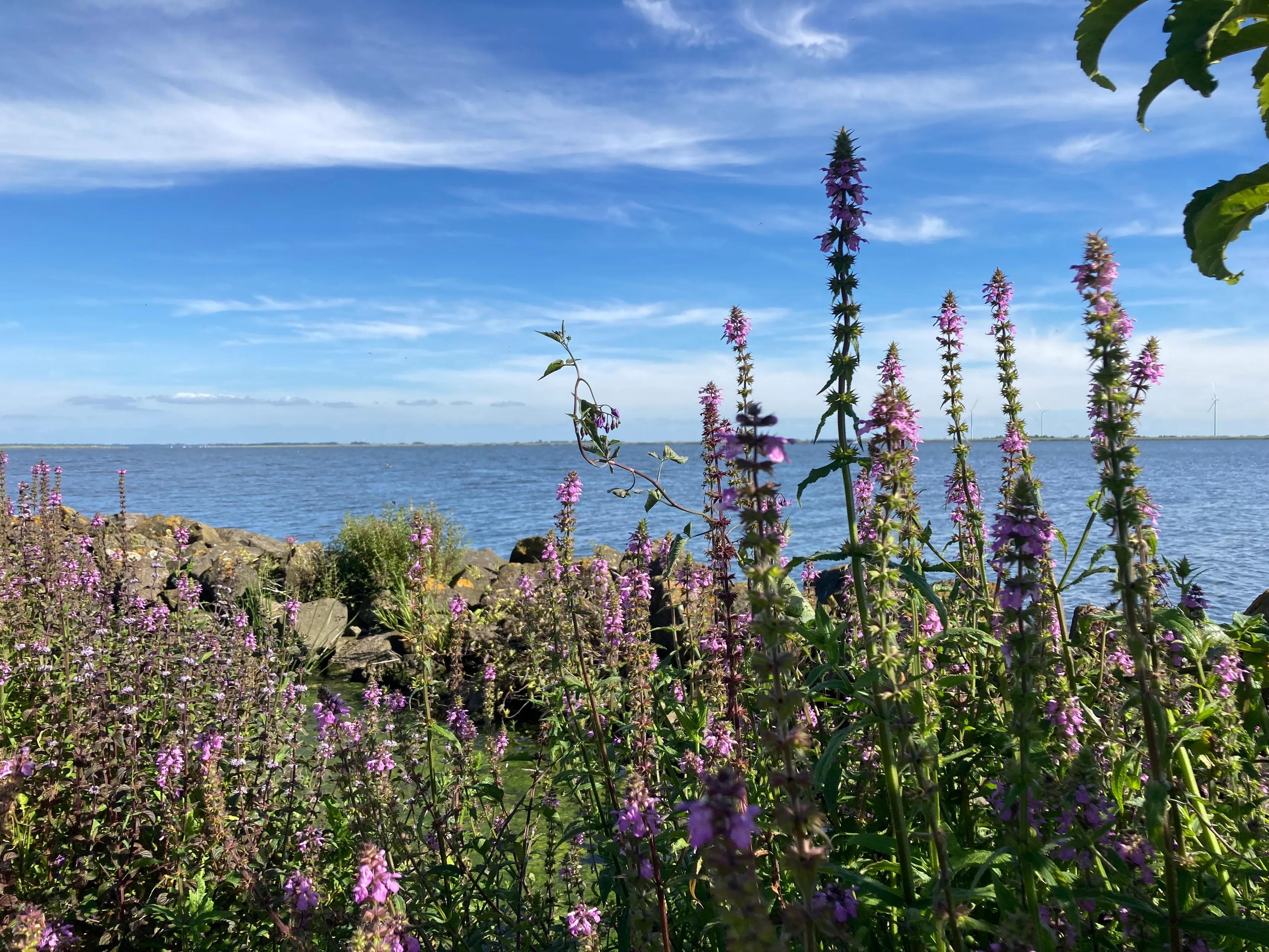 kattenstaart img 0539