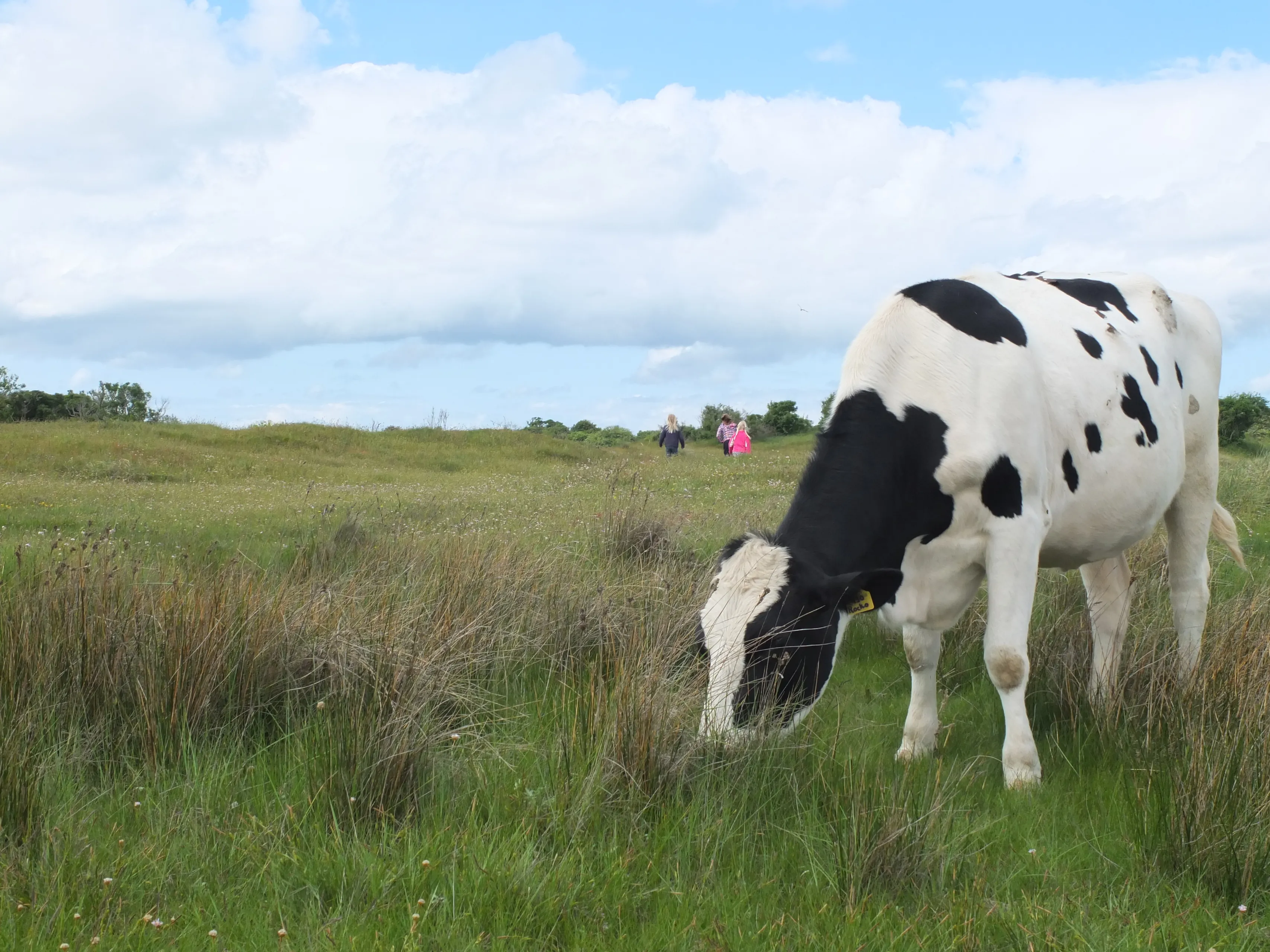 koe op schiermonnikoog