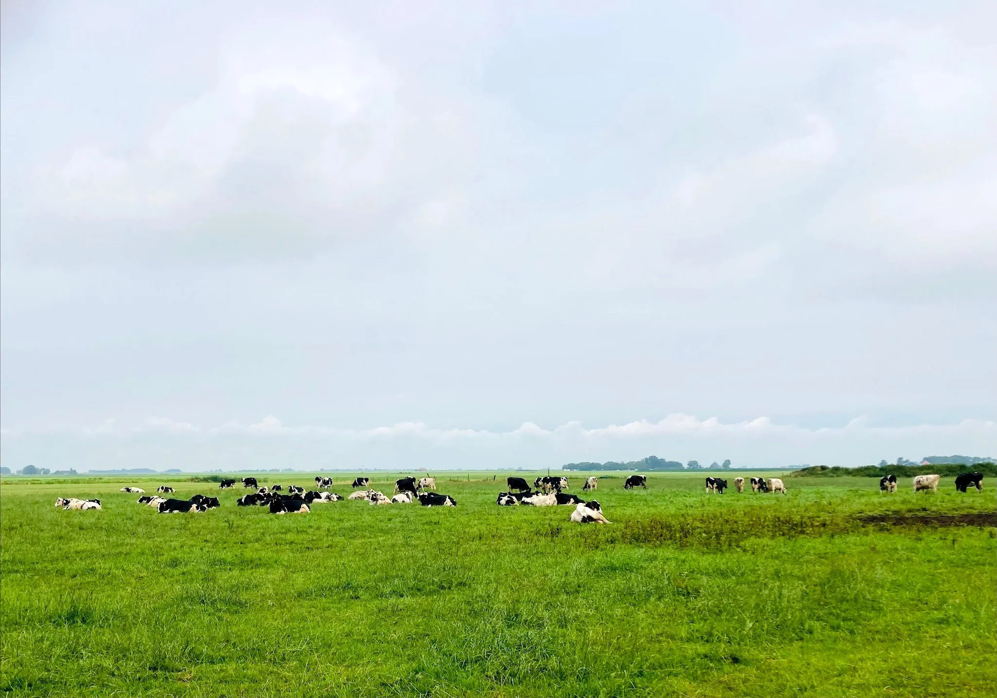 koeien in de wei img 6344