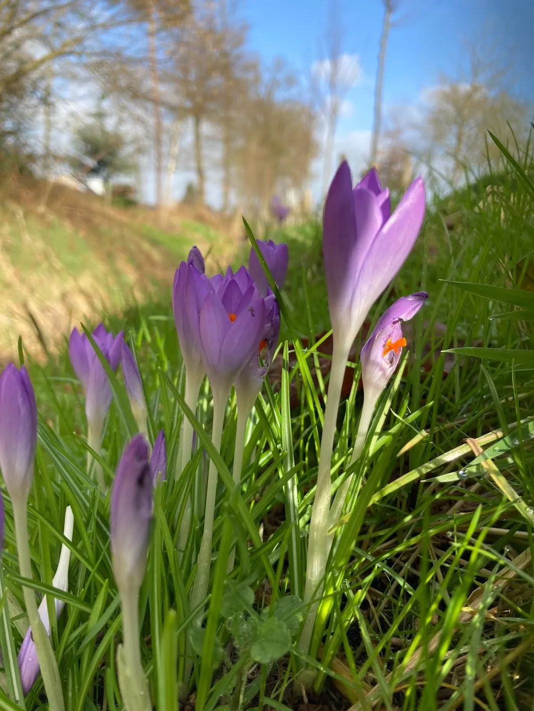 krokus img 8326