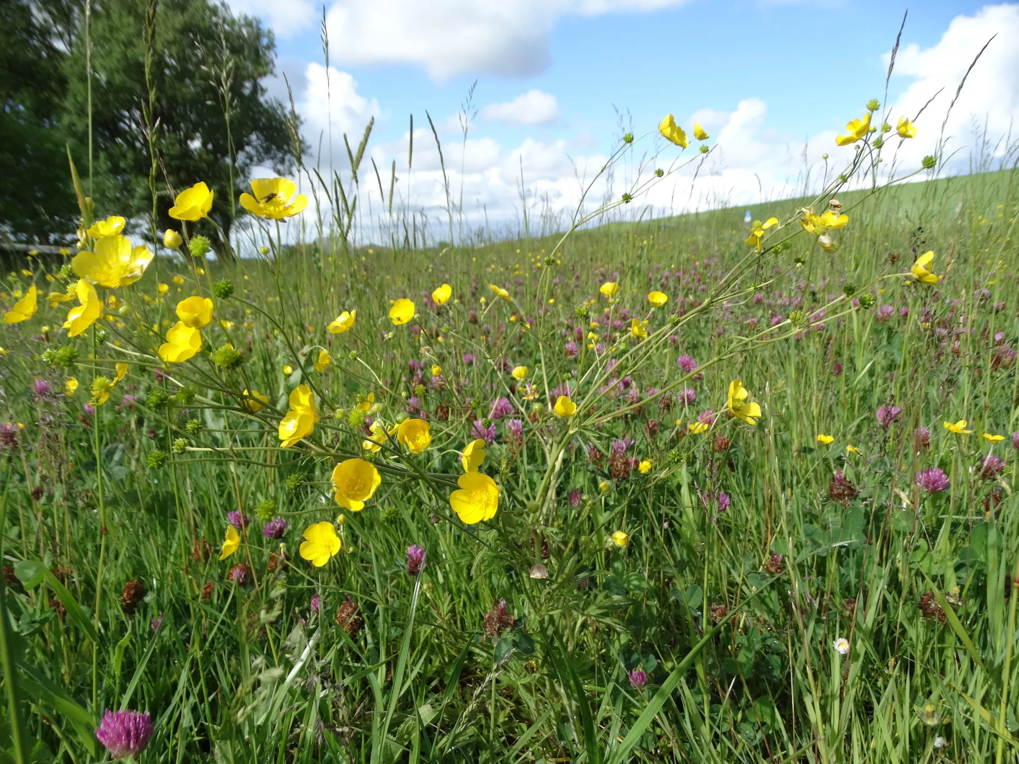 kruidenrijke berm aan de voet van de dijk nabij het noarderleech foto wetterskip fryslan