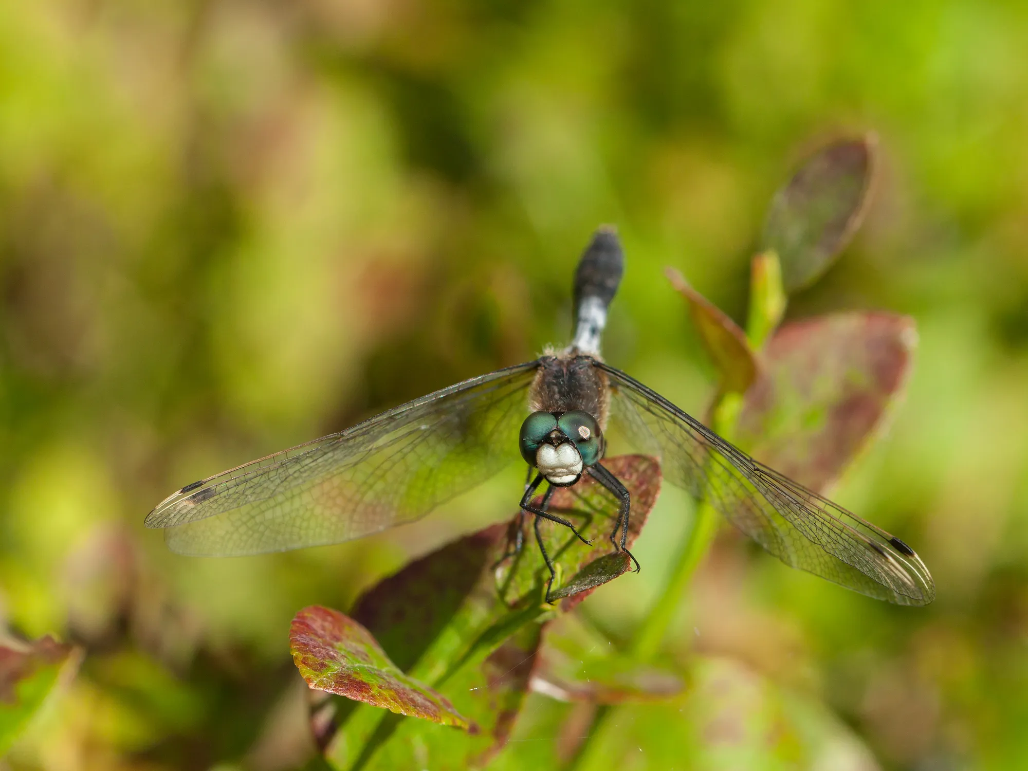 lilypad whiteface dragonfly witsnuitlibelle