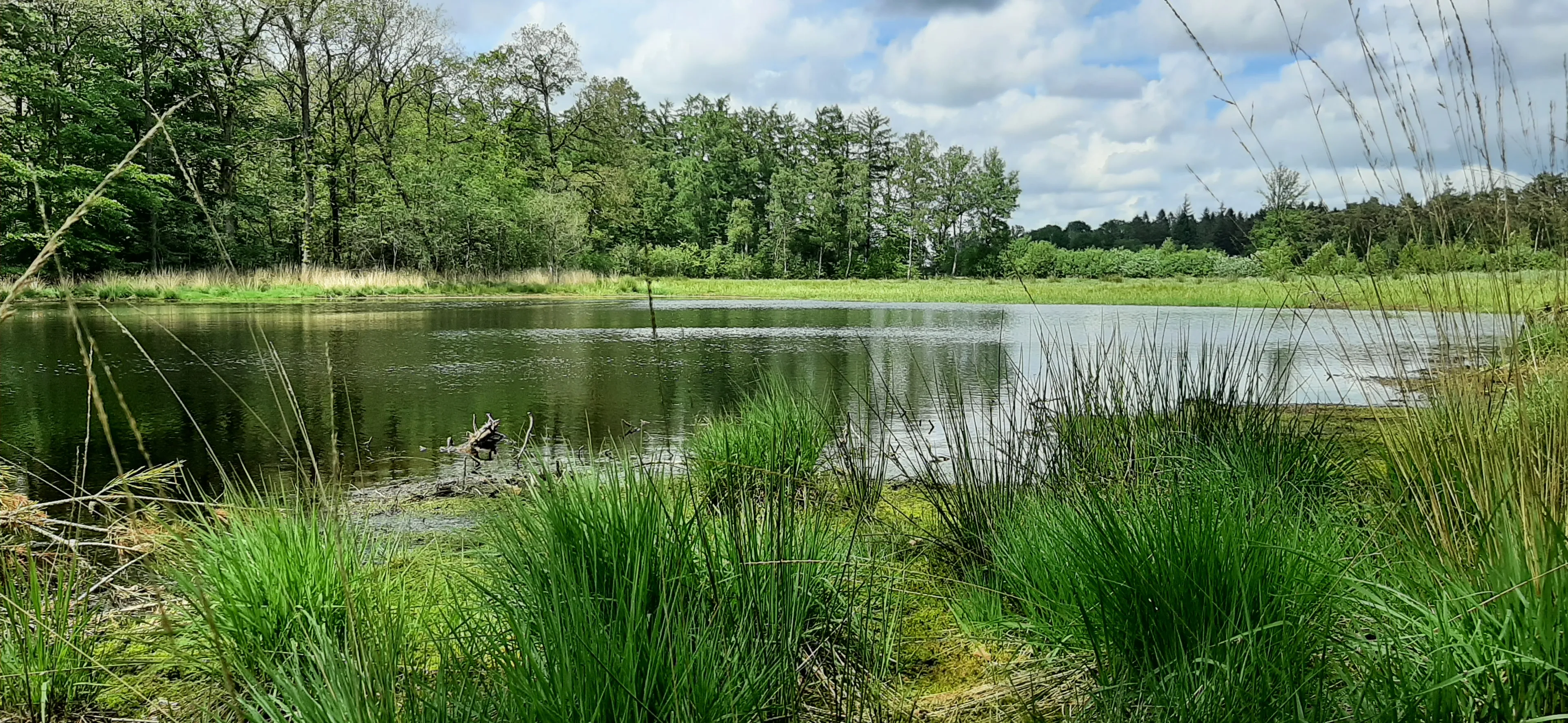 oude bosch 2 kleine ven links van de weg