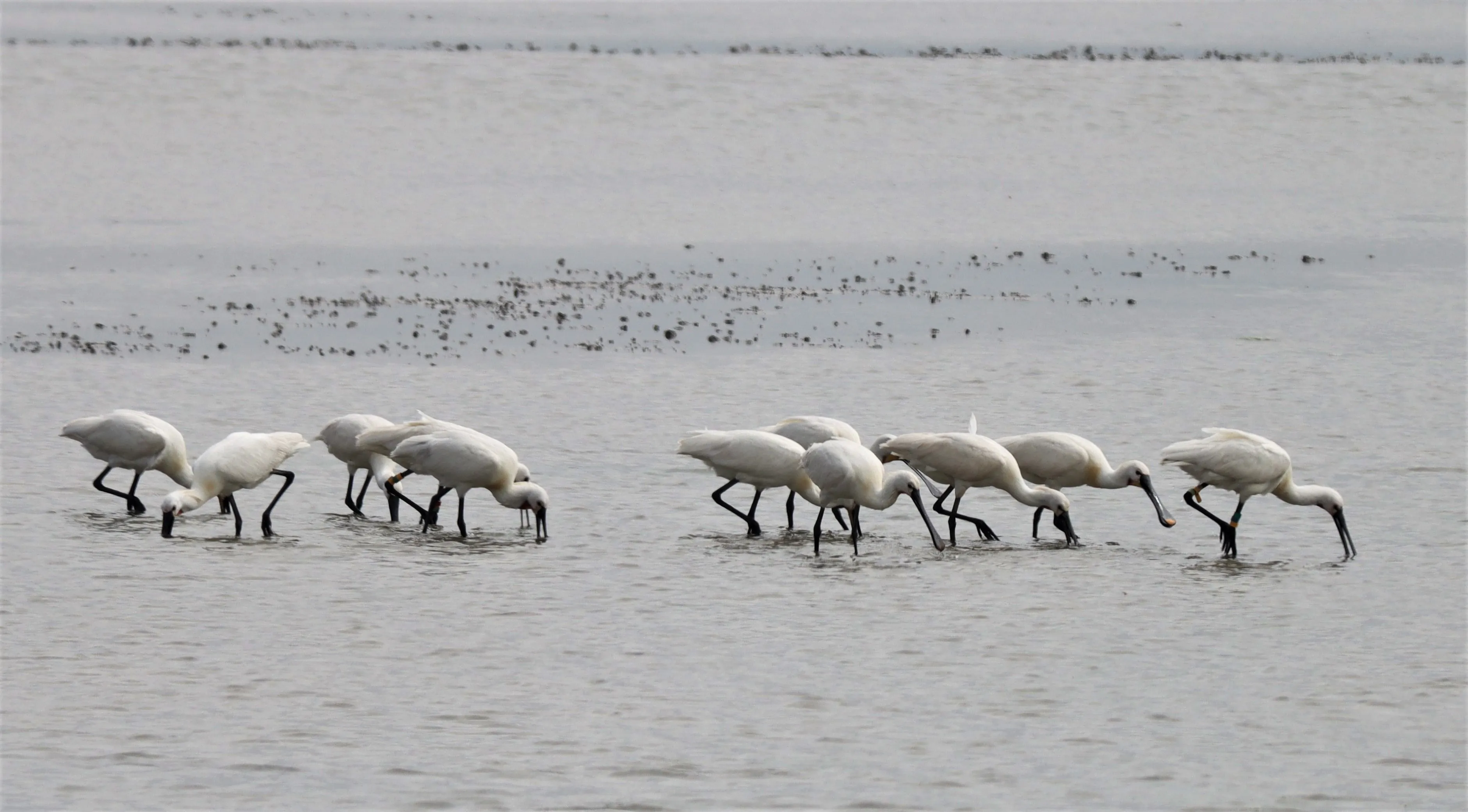 persbericht wij en wadvogels