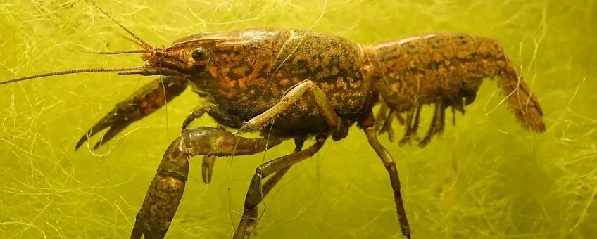rivierkreeft