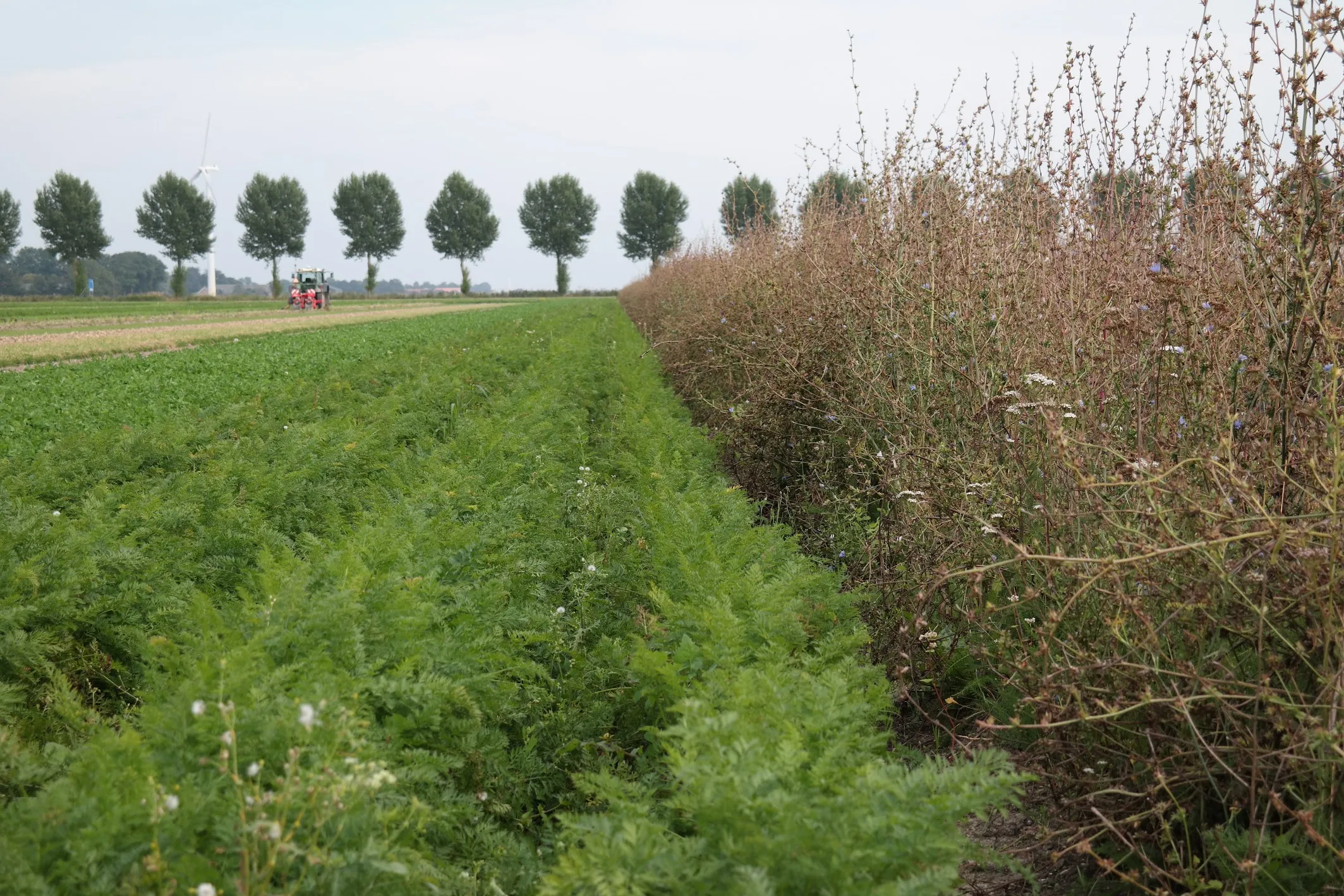 strokenteelt sam 4140