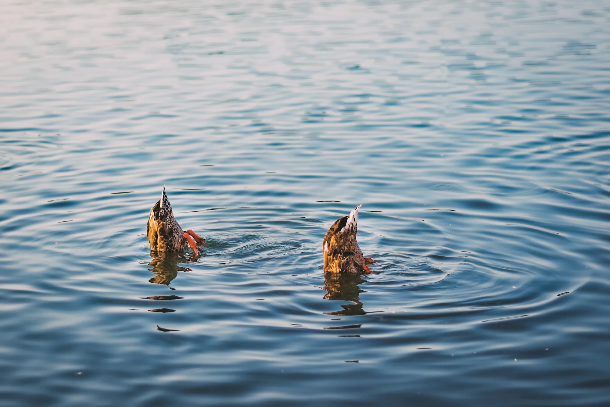 tranquil lake with two mallard ducks