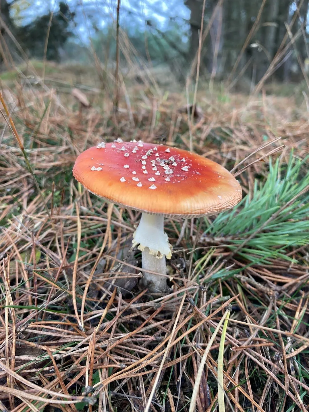 vliegenzwam img 7615