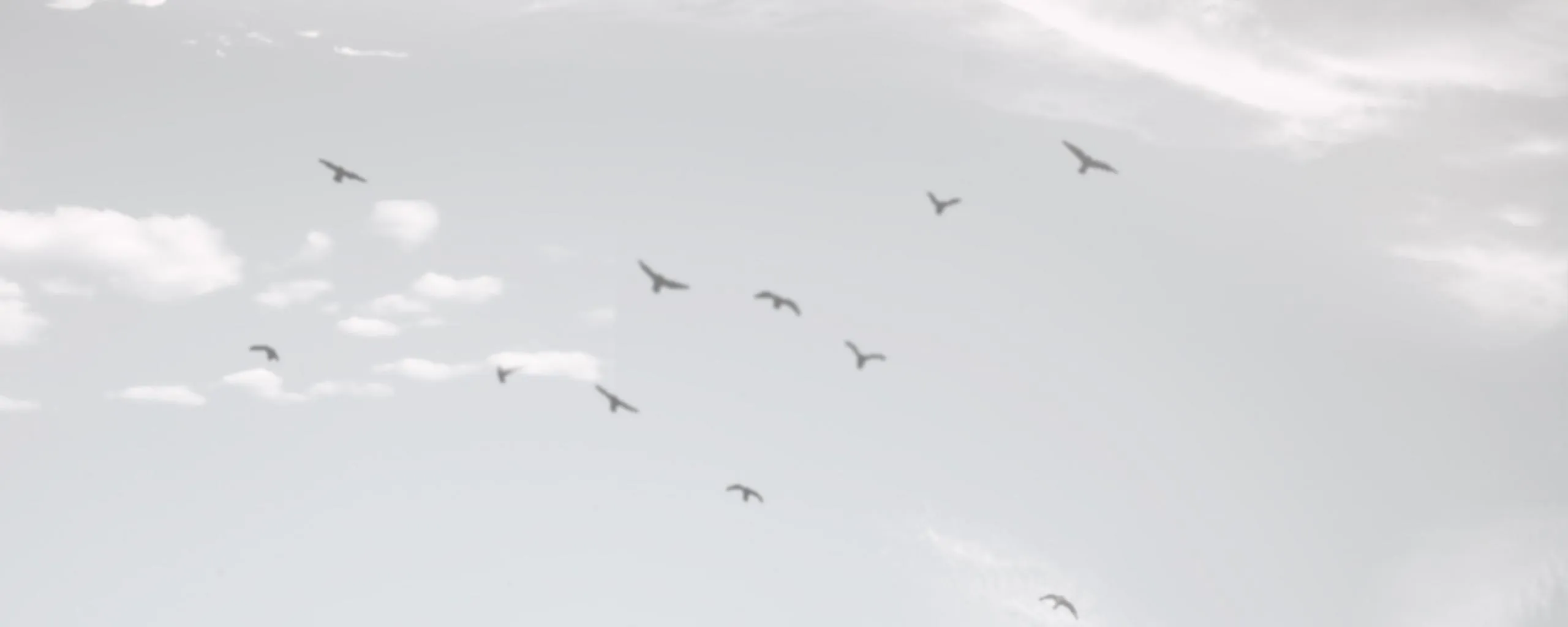 vogels vrijheid pexels 1920 x 1220