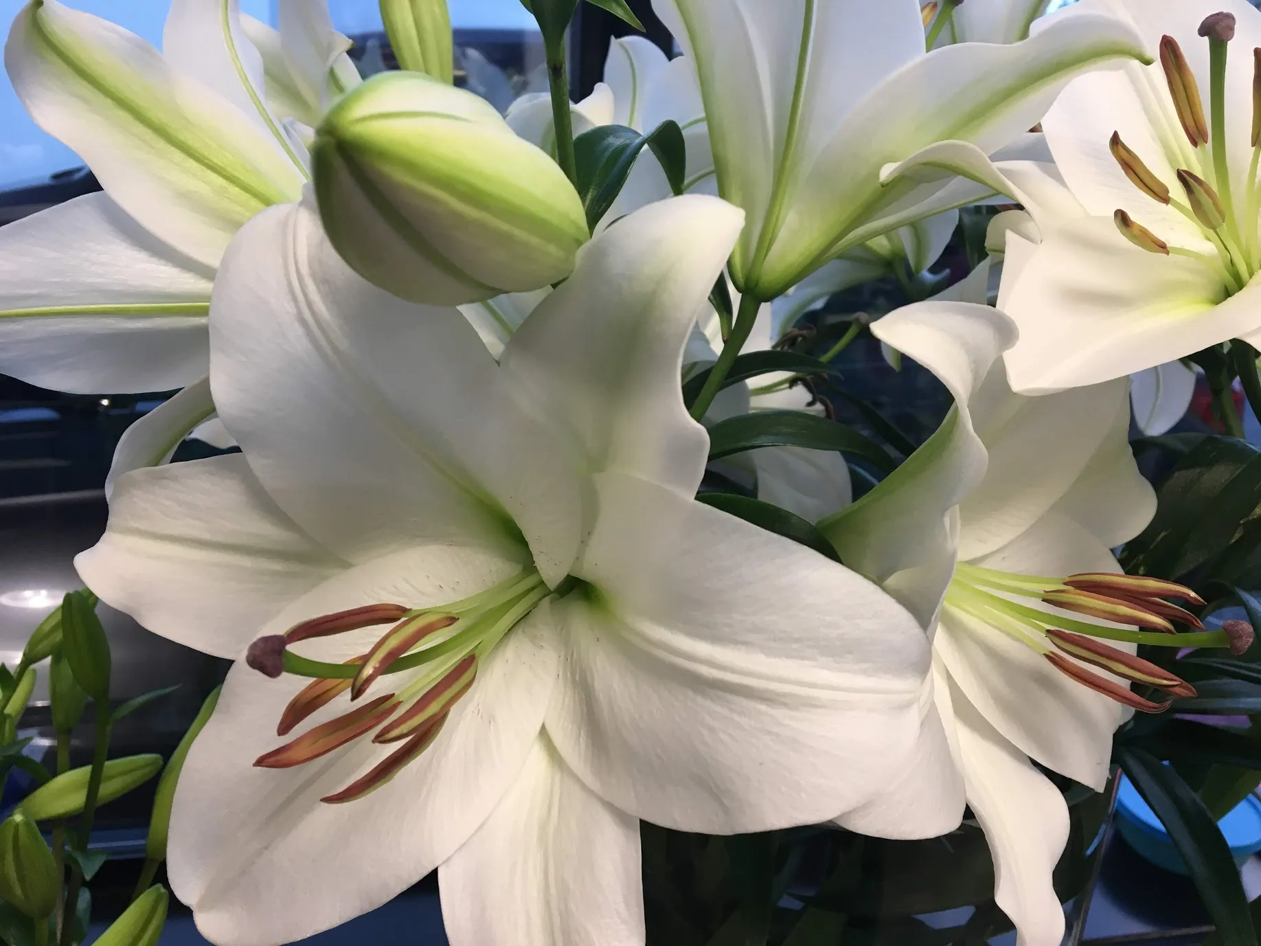 witte lelie img 6437