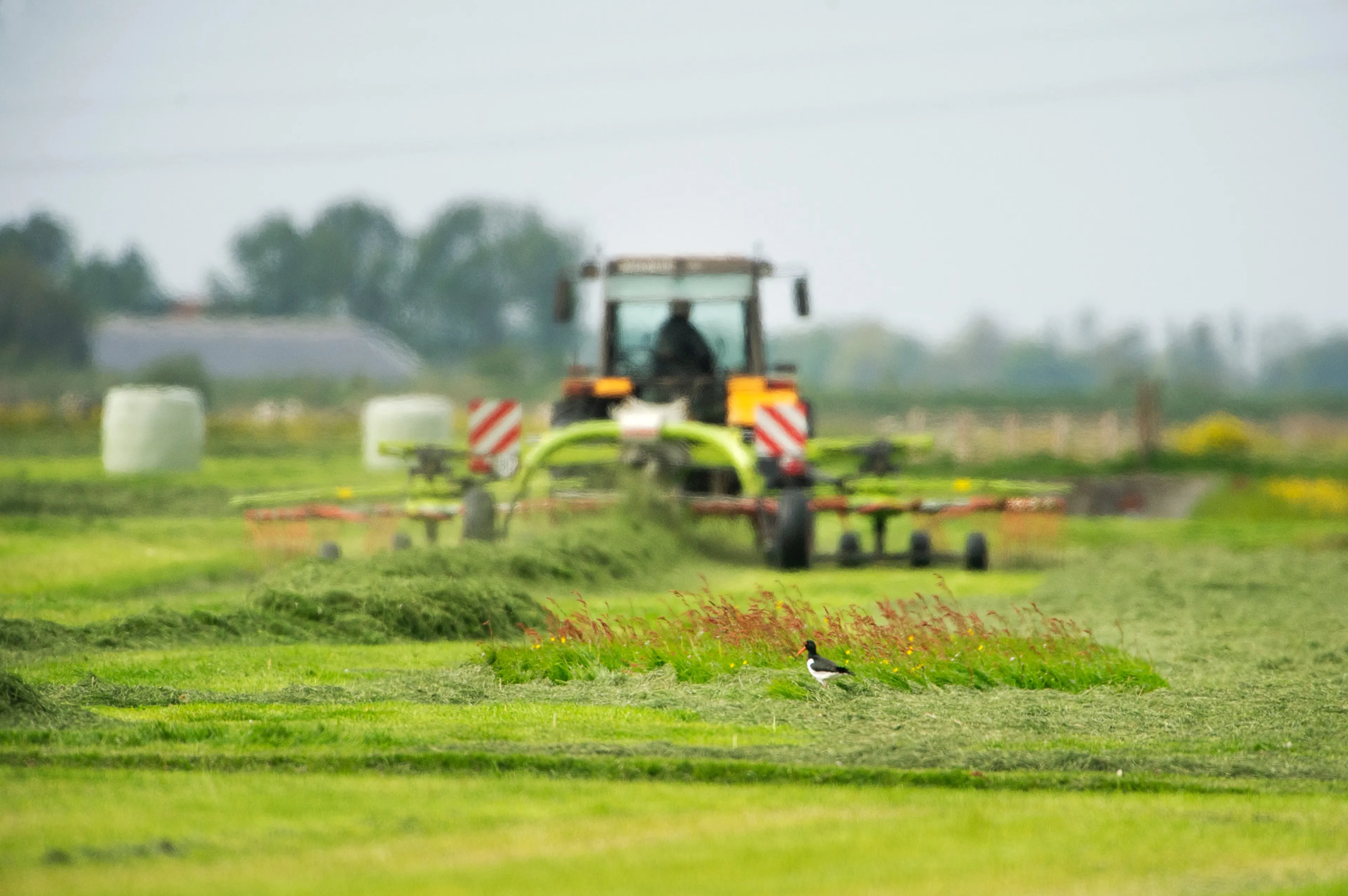 05 scholekster bij nestenclave hillaard