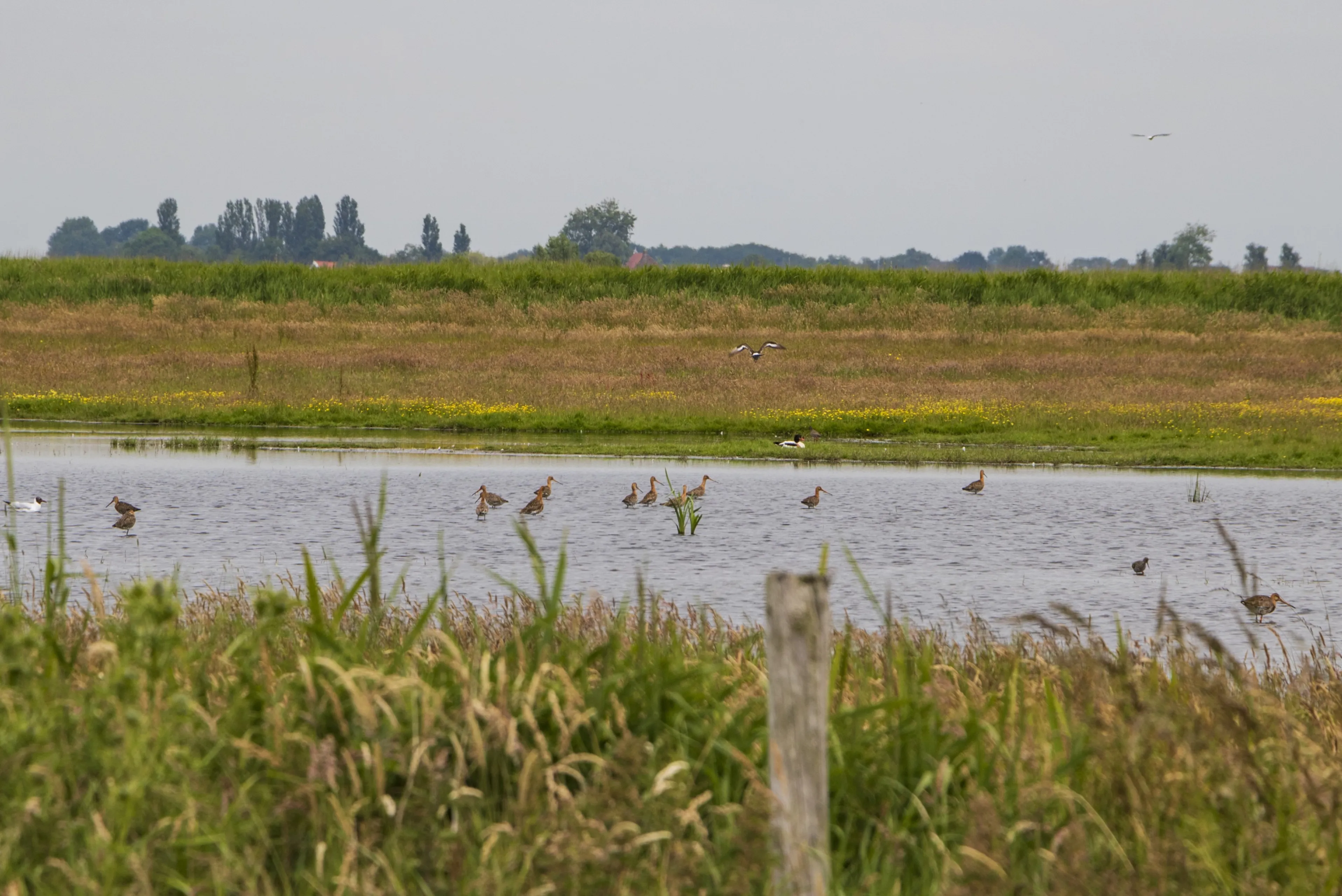 foto weidevogelgebied 2