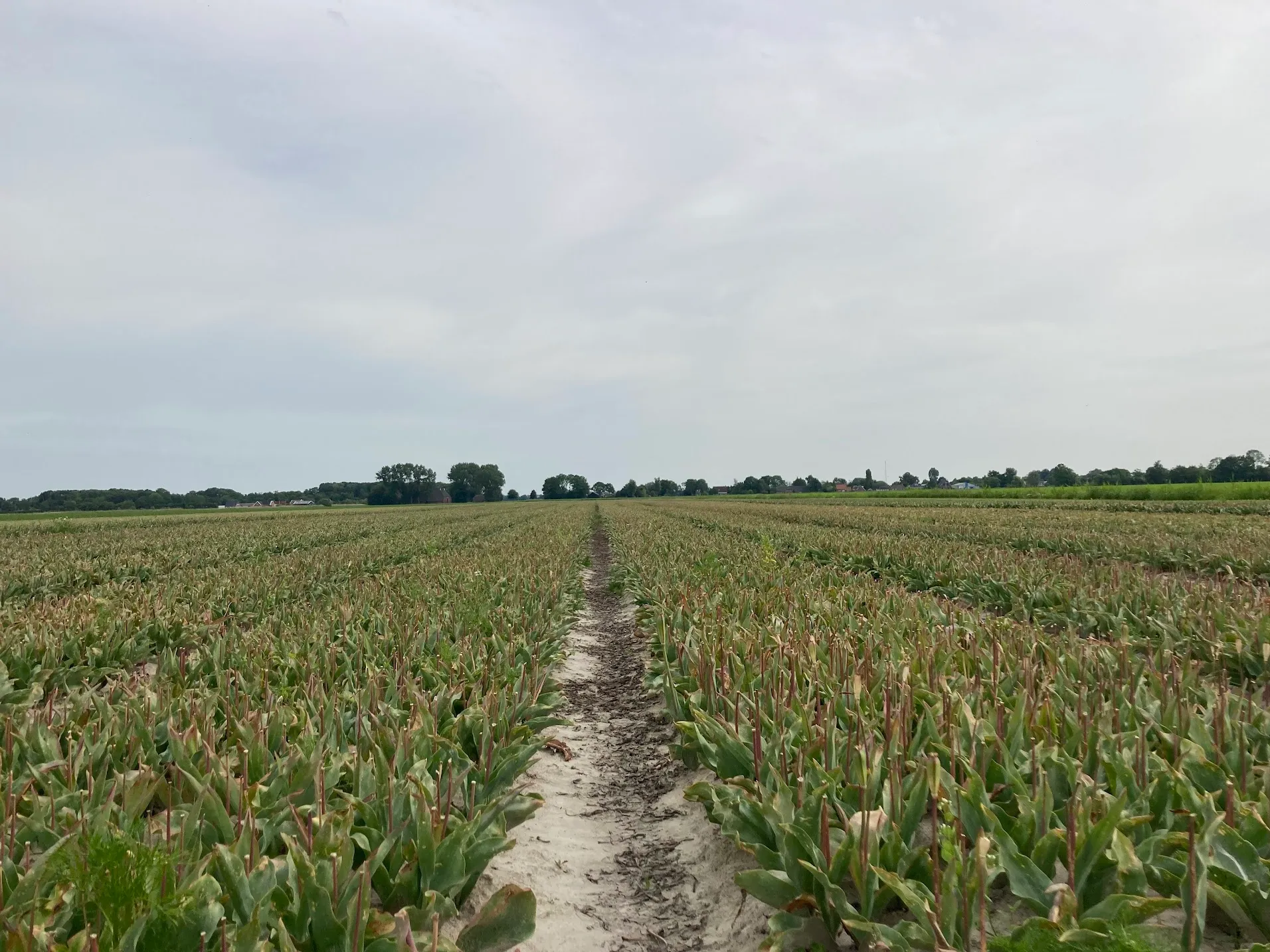 archieffoto IMG_0001