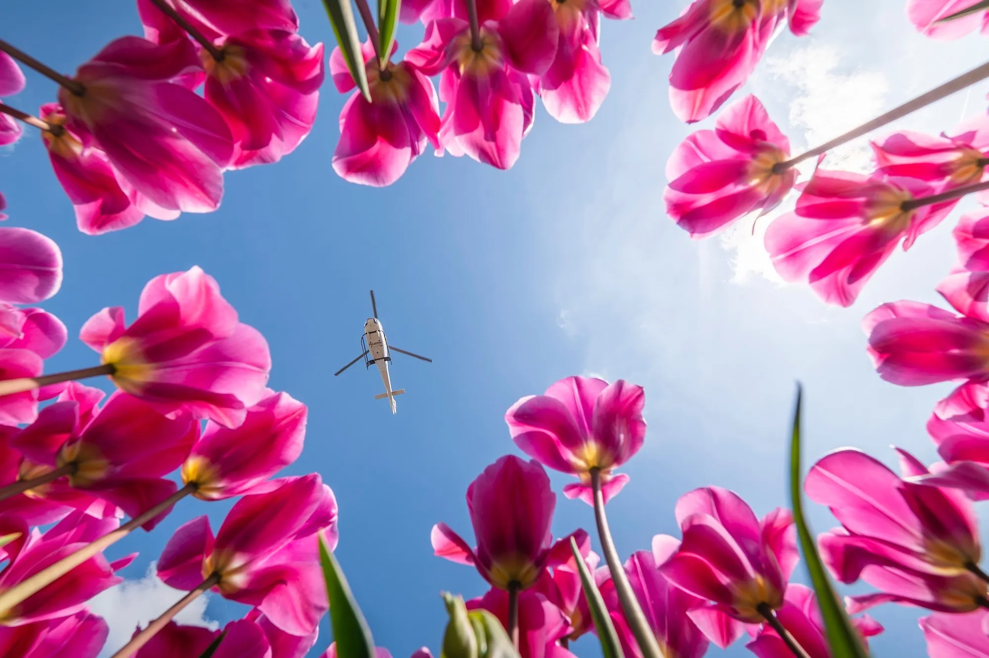 2023_Tulpenfestival_StEP_Highres-Sjors_Evers-169