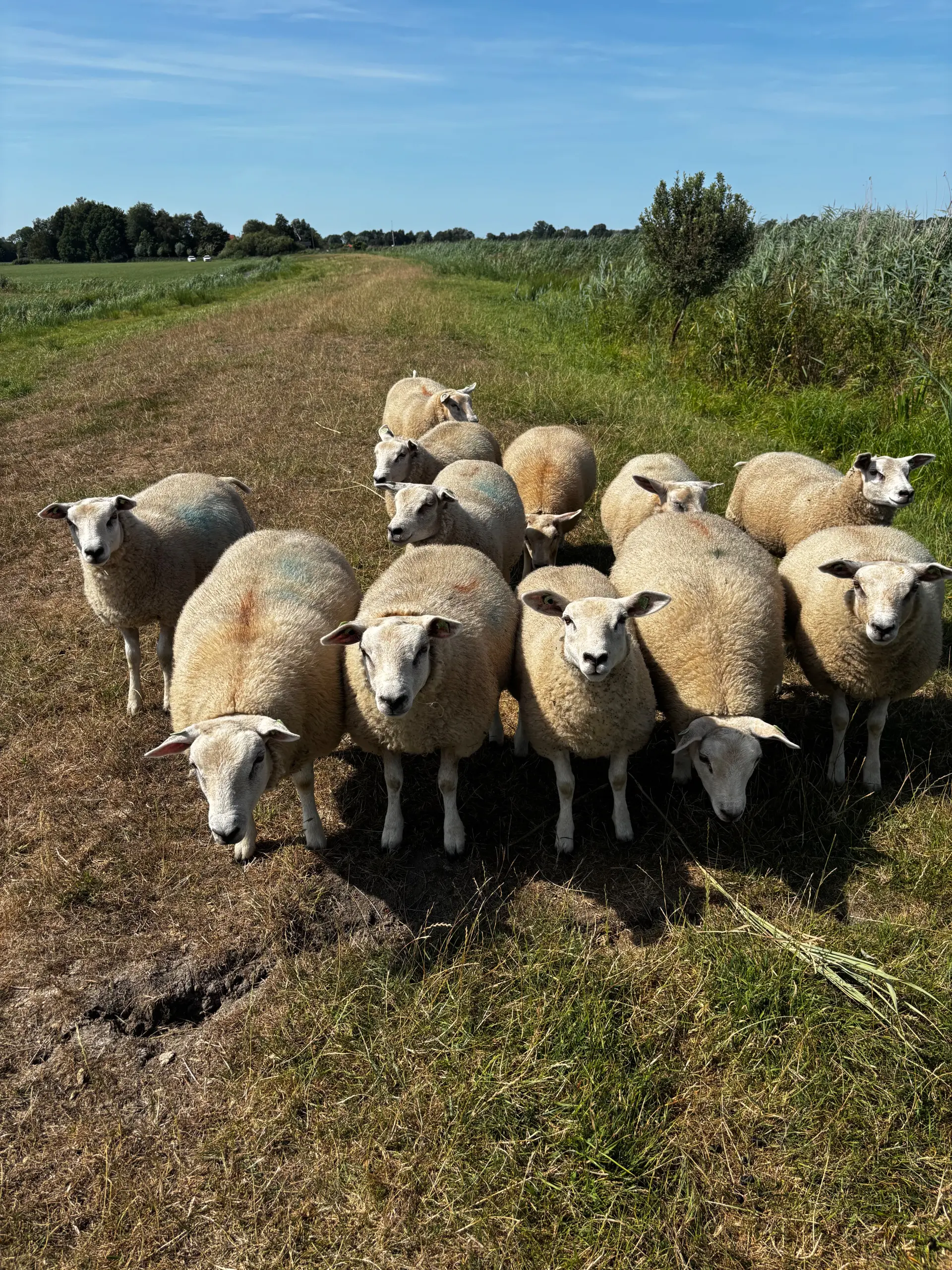 Beweidingsverbod regionale waterkeringen