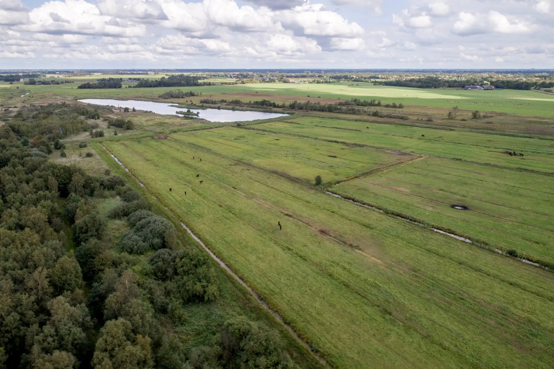 Foto grondplan (natuurgebied Alde Feanen)
