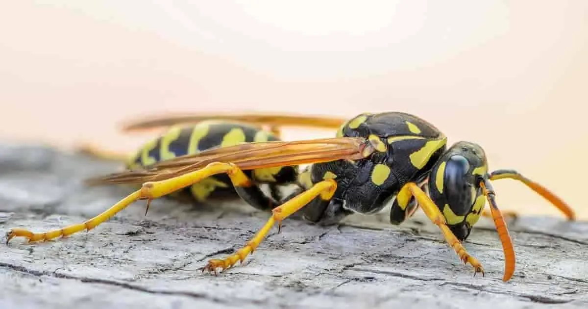 1851 3ff88c3366294e16c0991cab67d81009