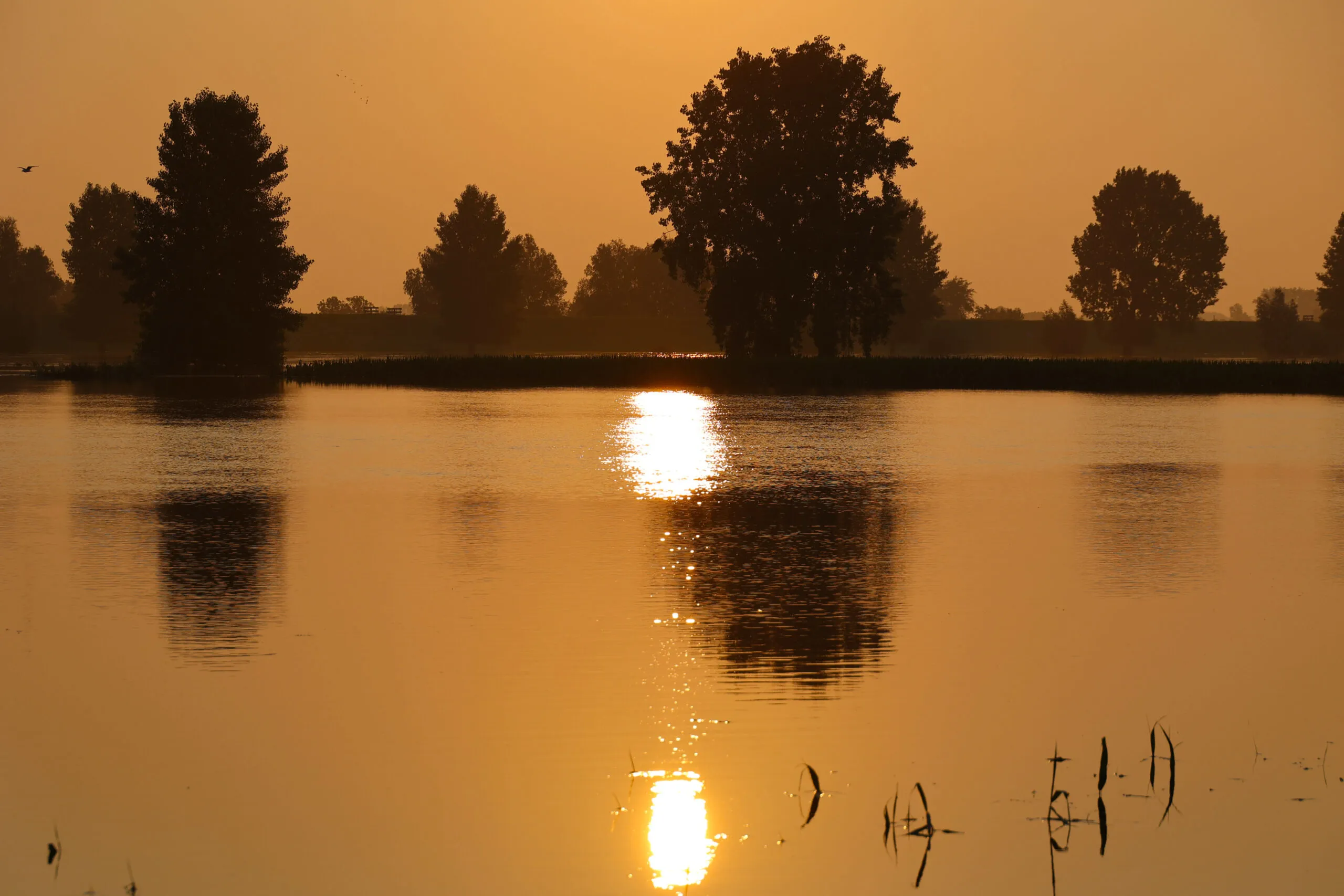 2021 07 20 fpmb7014 waalwijk maas hoogwater zon scaled