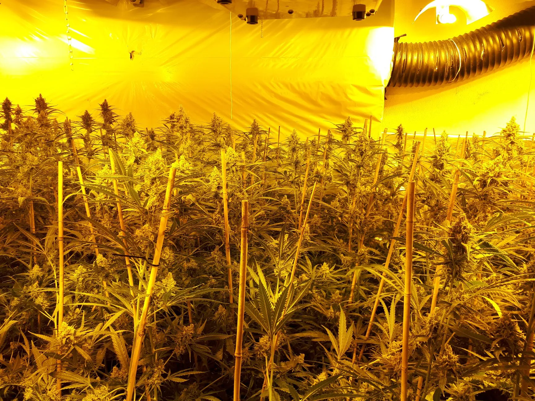 53020153 2211431368896132 8148683460328816640 o