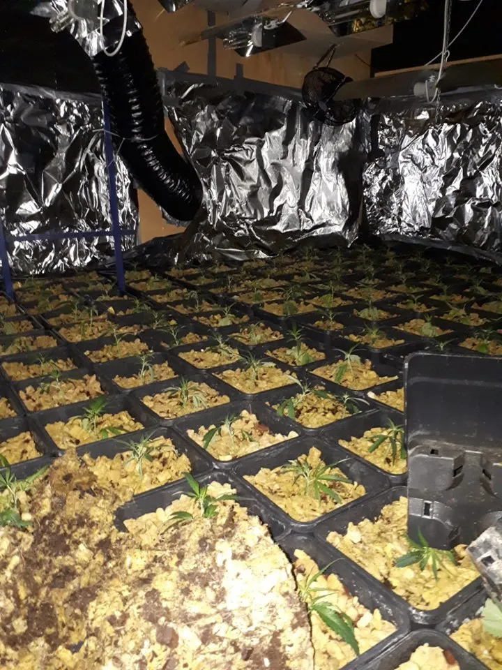 61988193 2375018562537411 8986877543965523968 n