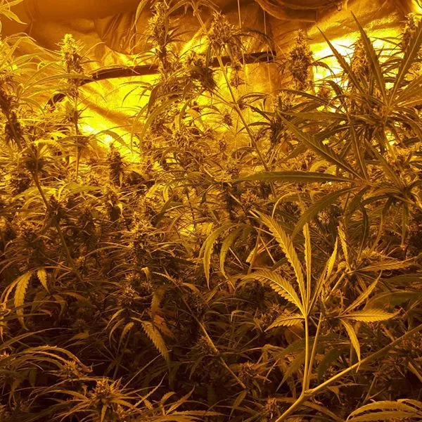 67653844 364629937586599 1069092908449136640 n