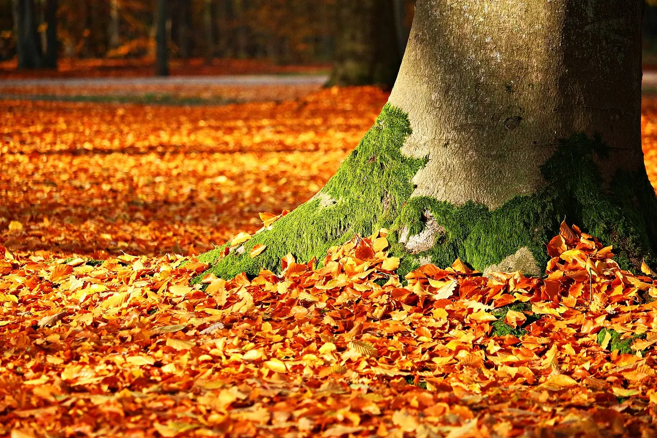 autumn 1913485 1280