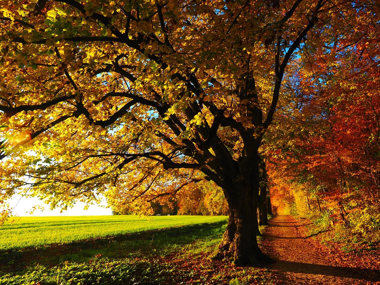 autumn 779827 1280