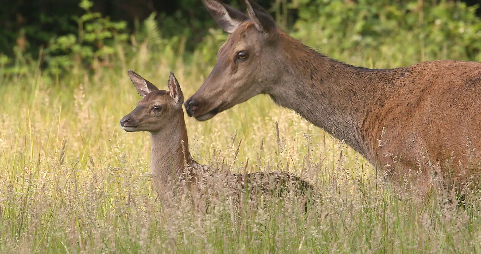 beeld uit de film hinde met kalf brabants landschap mark kapteijns