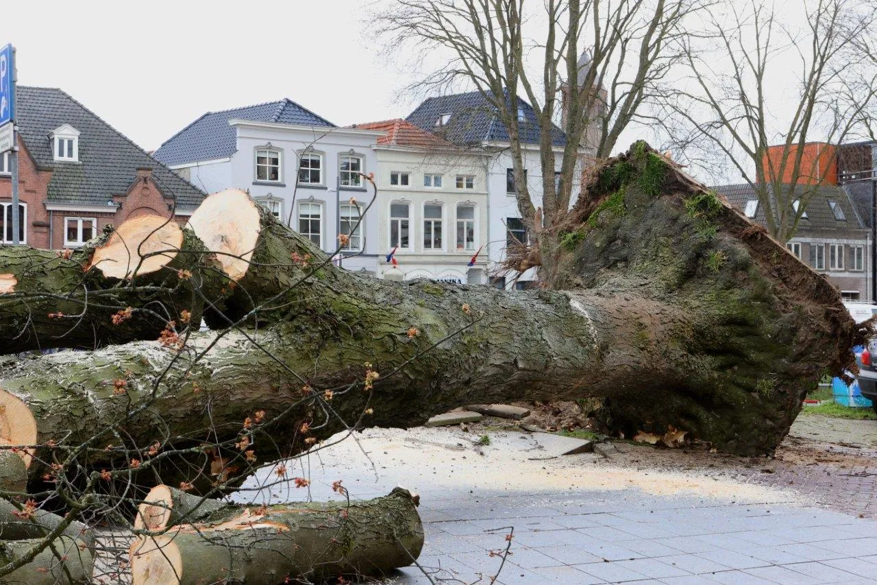 boom valt op vrouw en kind den bosch 8