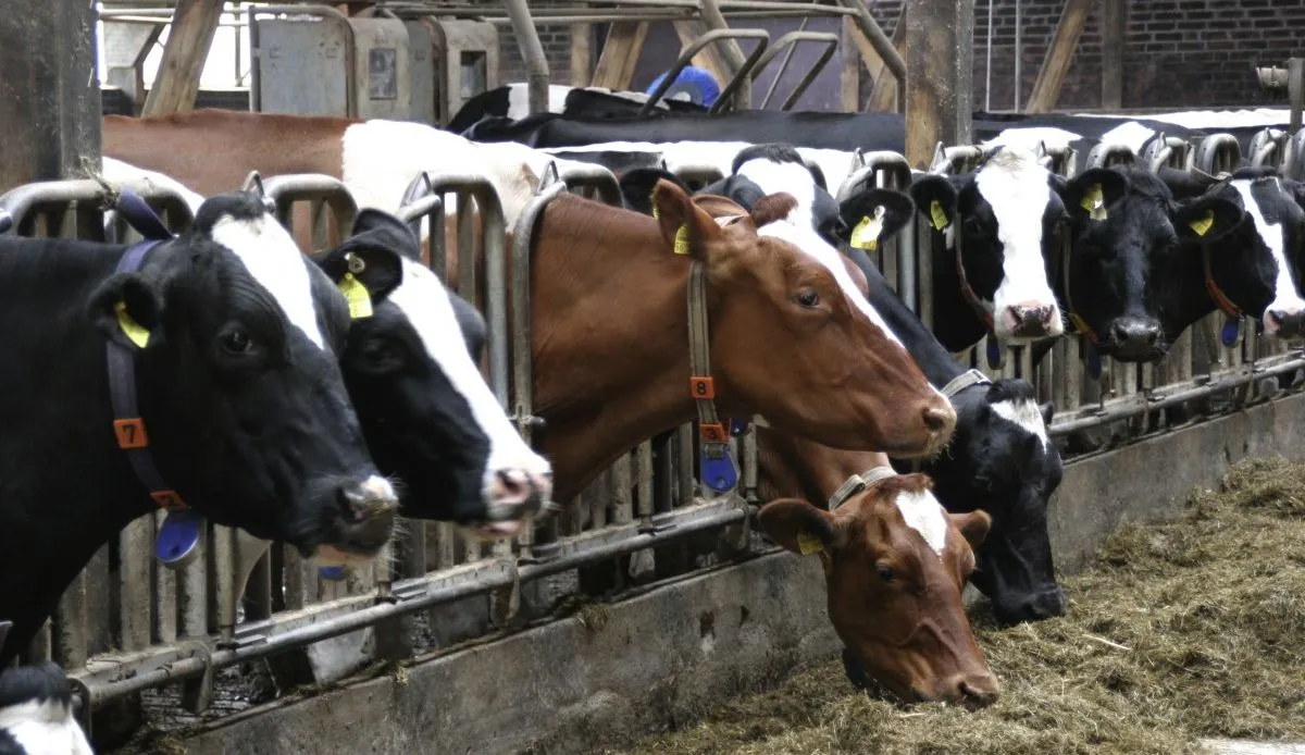 cows food eat farm lower saxony cattle stall factory farming 920175