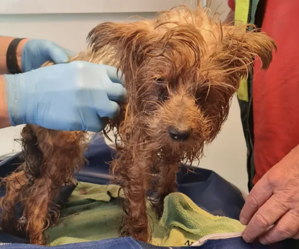 dierenambulance den bosch