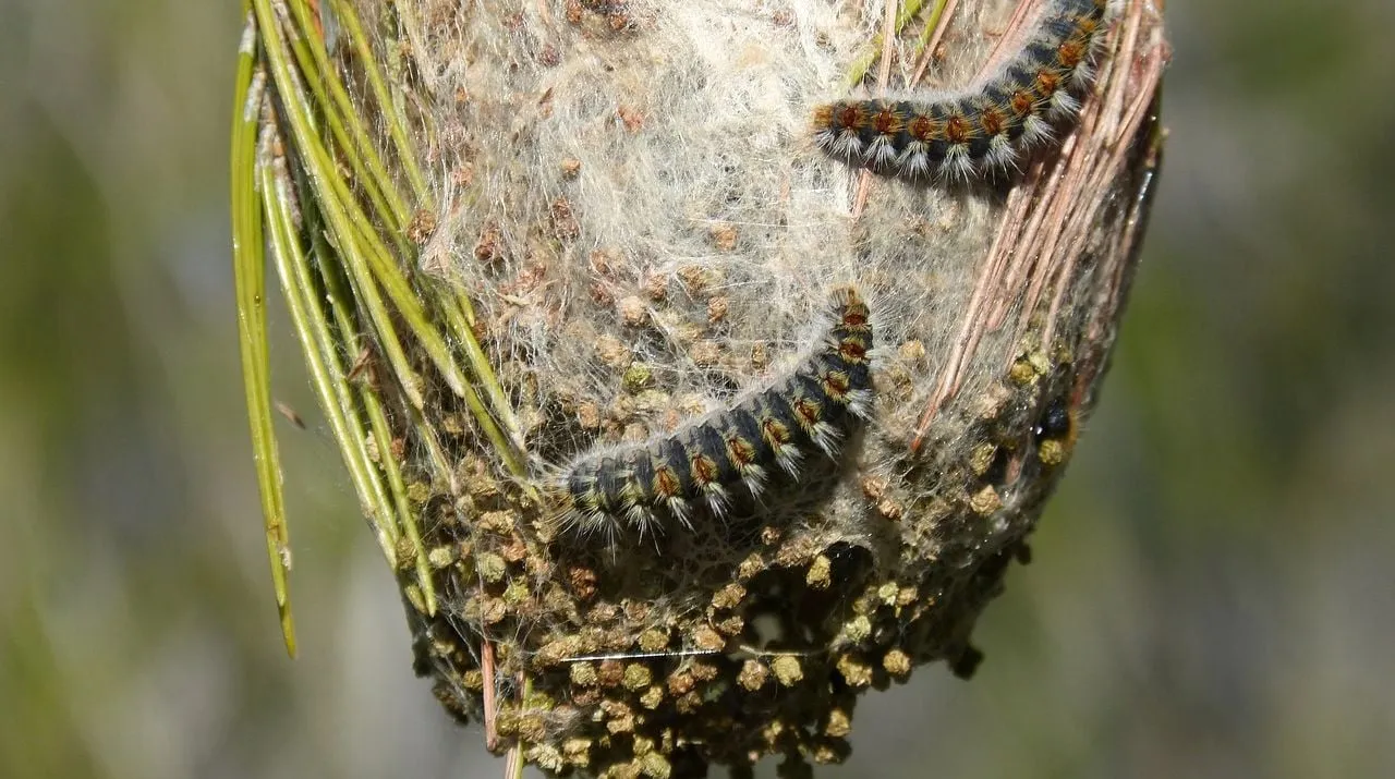 eikenrups