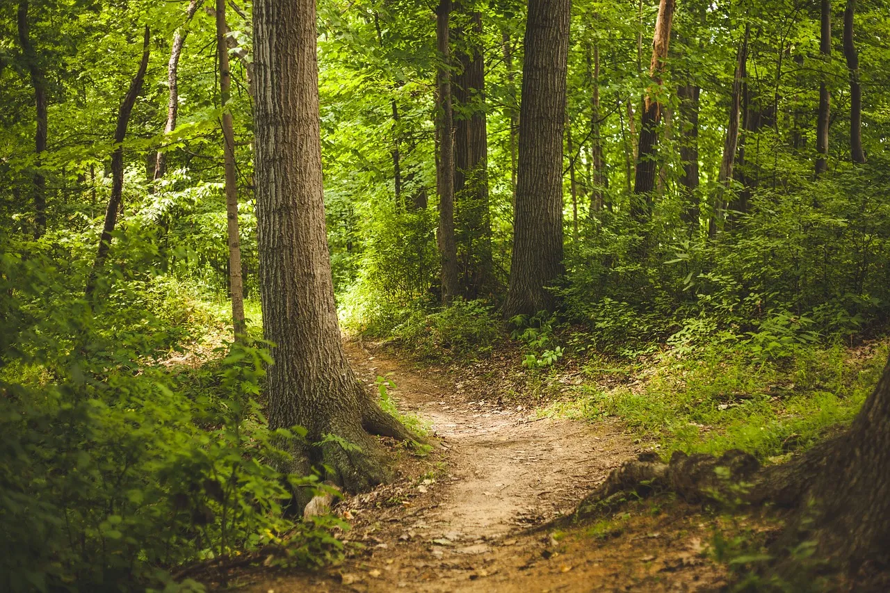 forest 1868028 1280