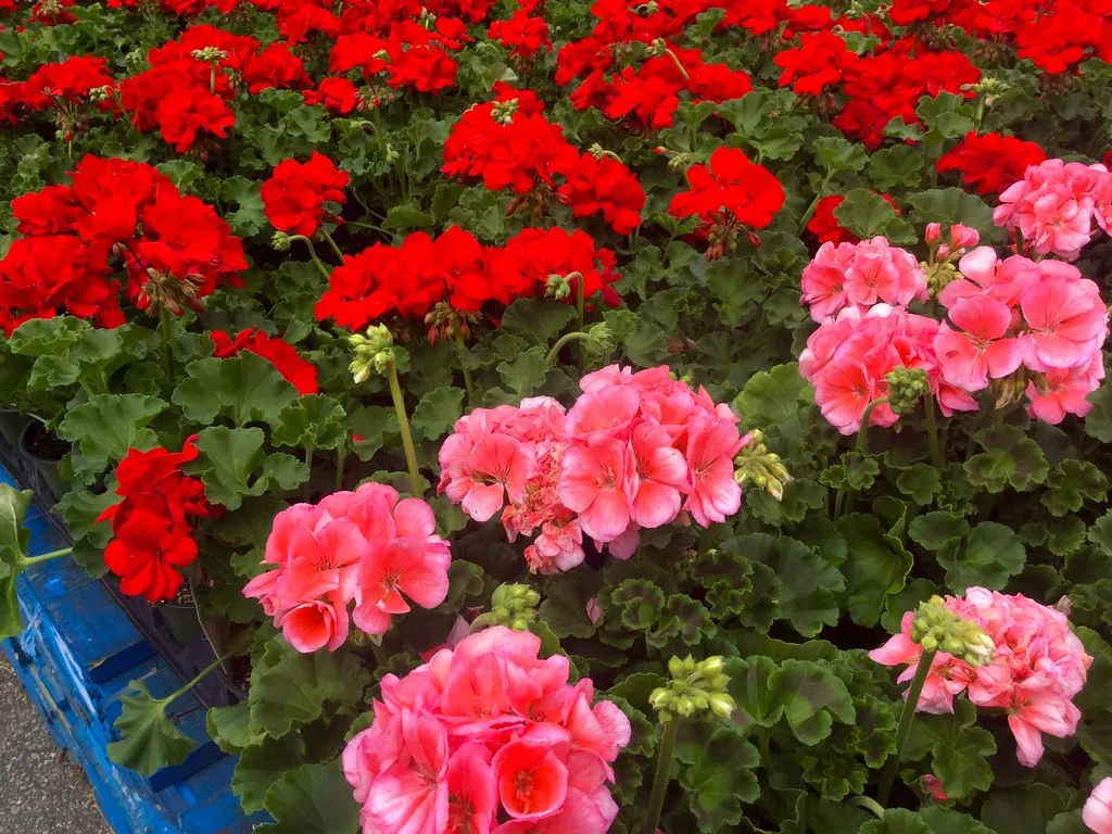 geraniums