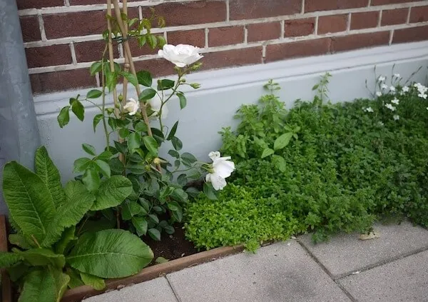 geveltuin juni 3 bron tuinenbalkonnl 600x423