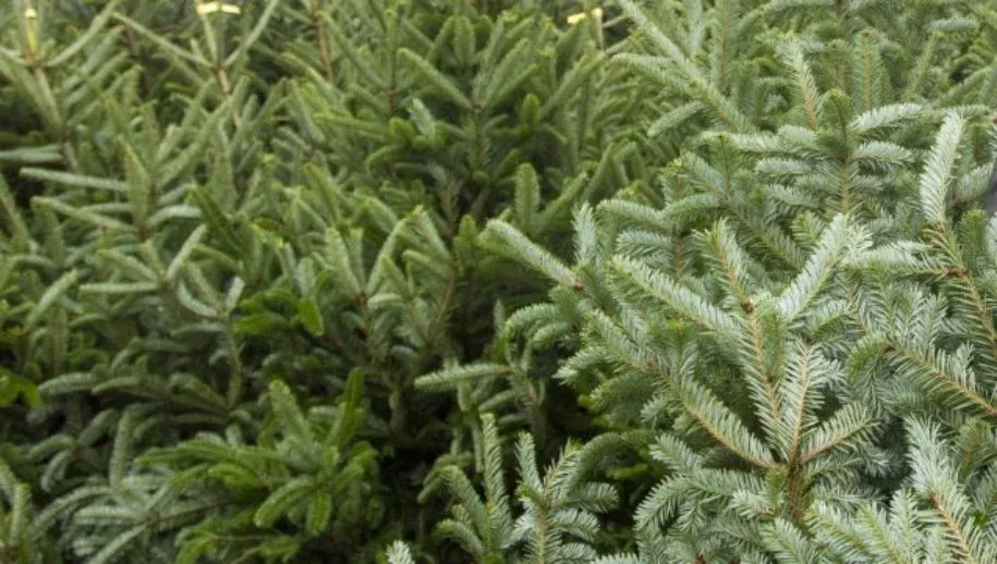 kerstboom